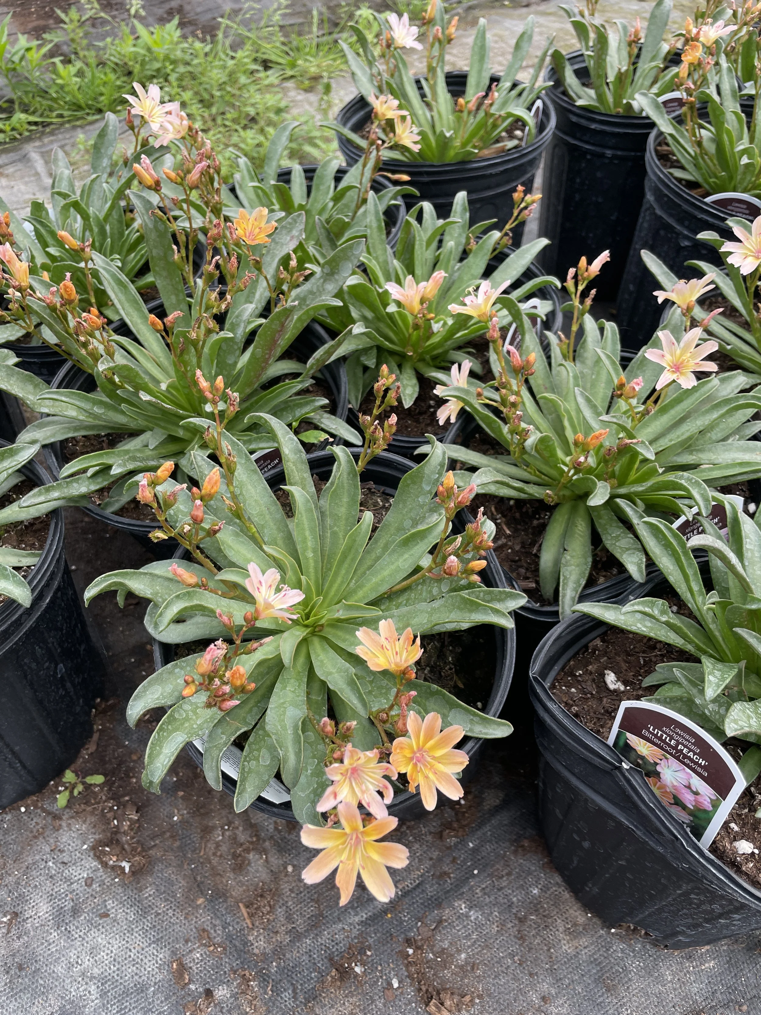 Lewisia 'Little Peach'