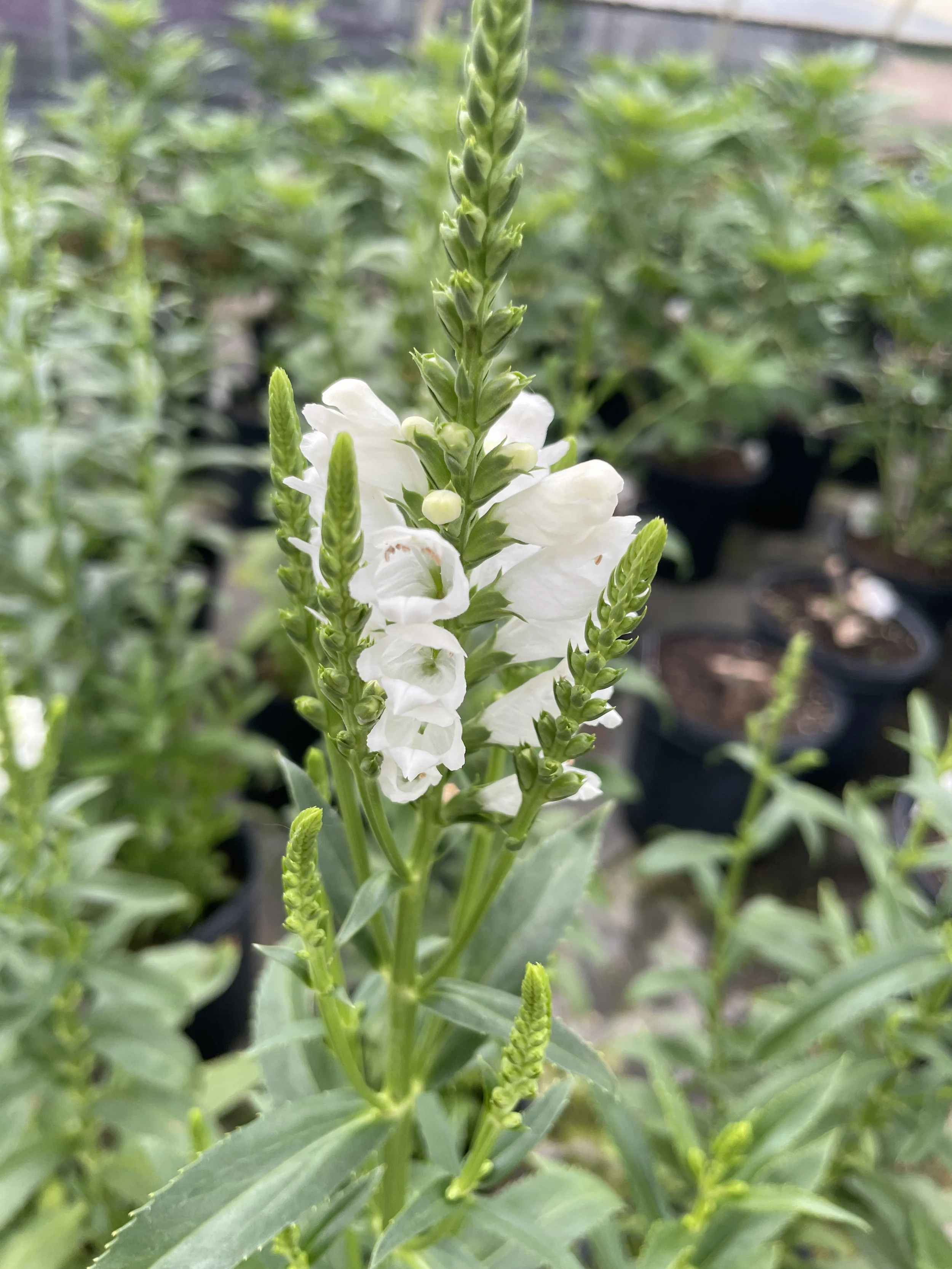 Physostegia 'Crystal Peak White'