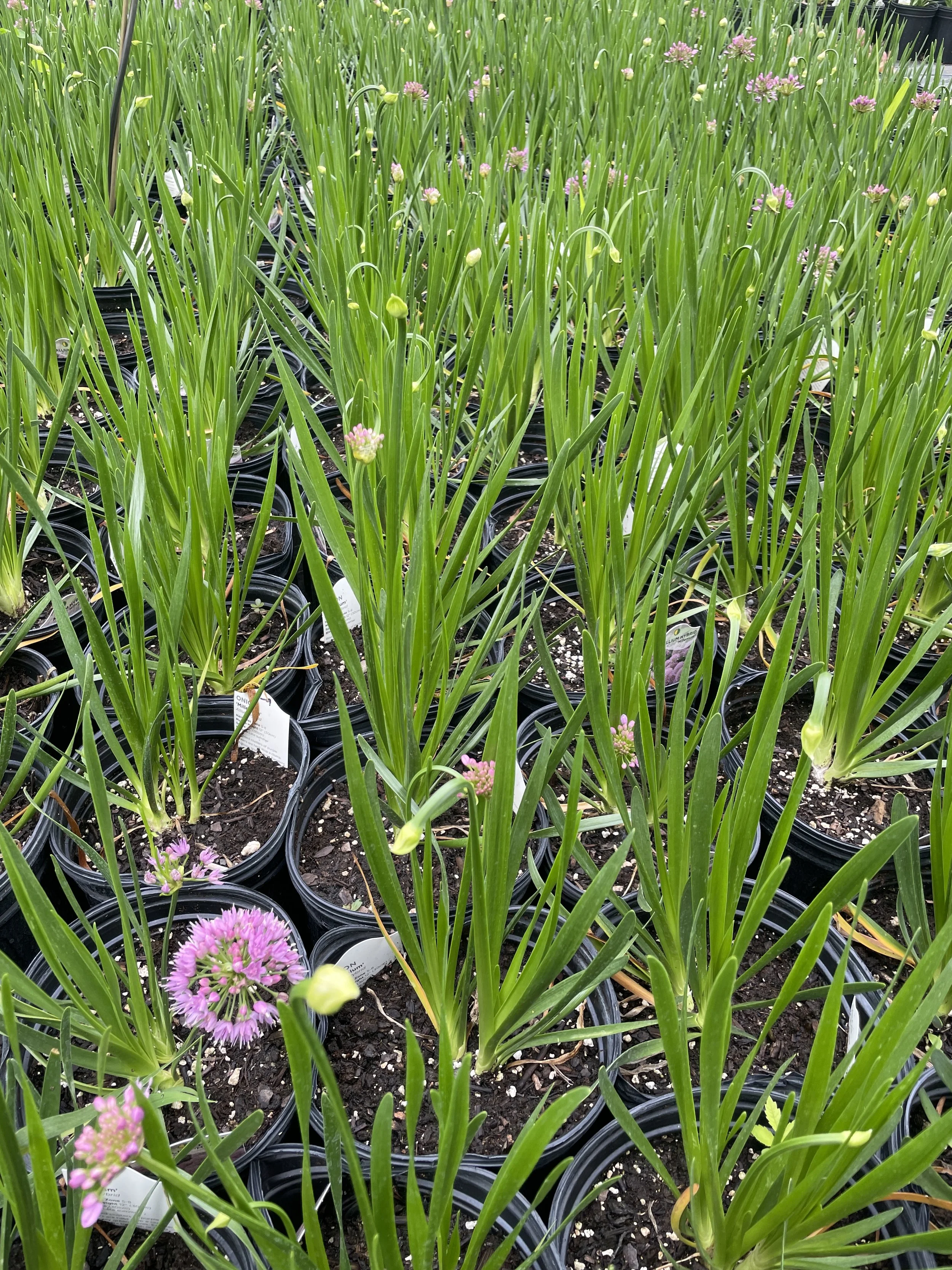 Allium 'Millenium'