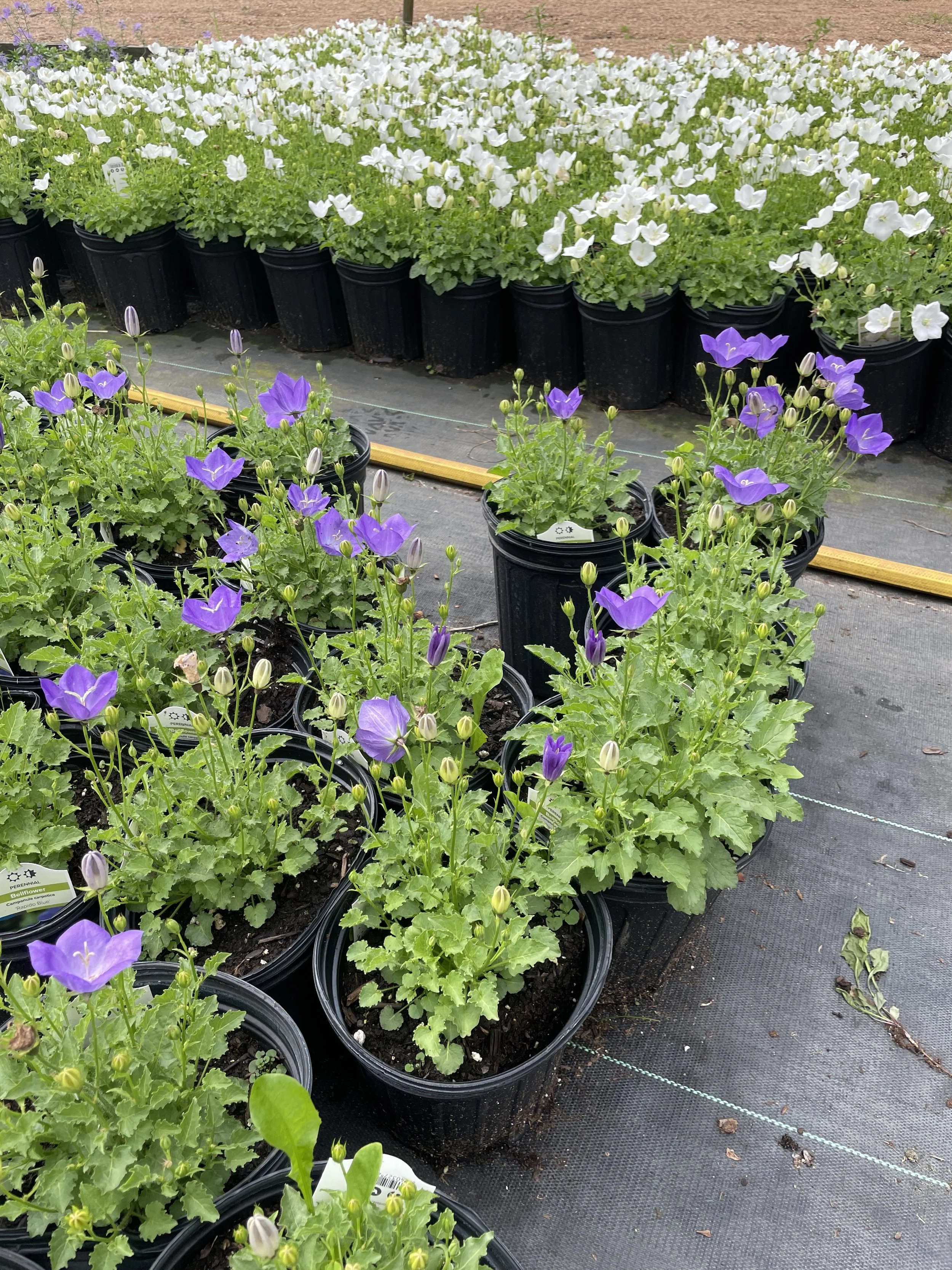Campanula Rapido White and Blue