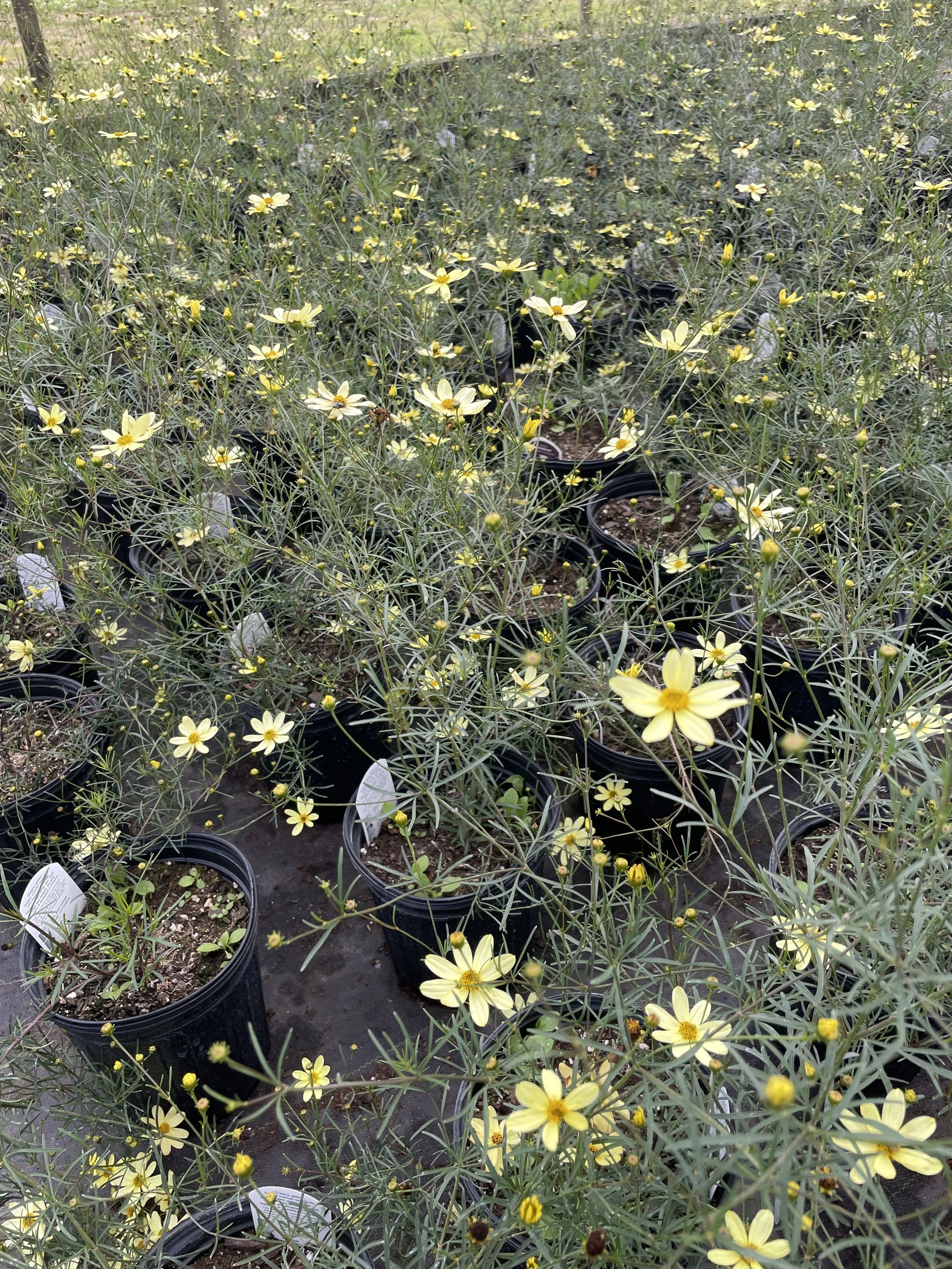 Coreopsis 'Moonbeam'