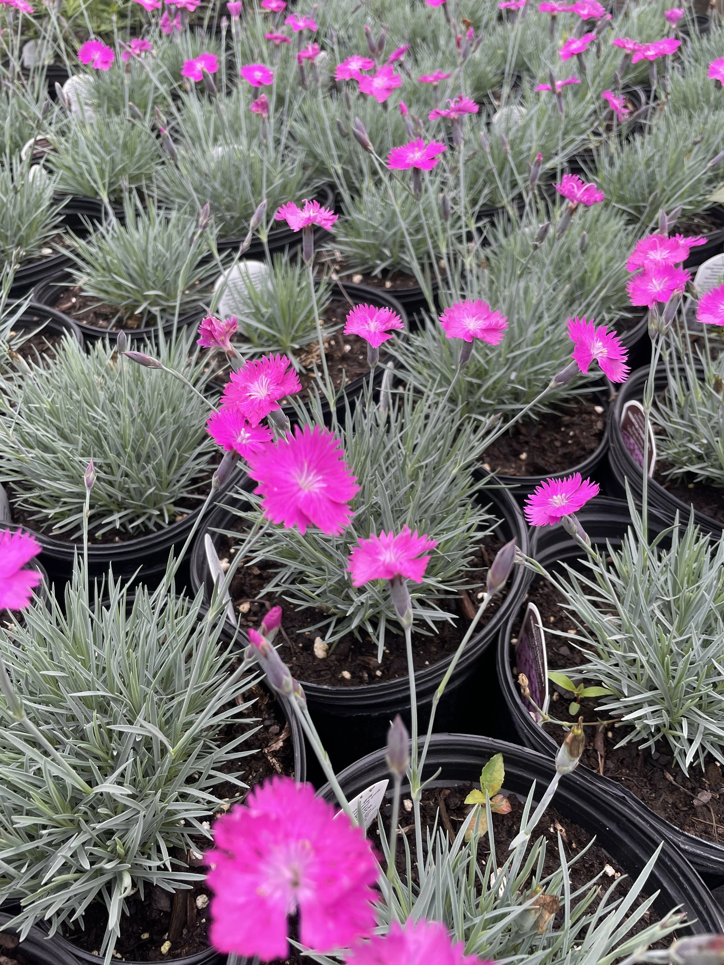 Dianthus 'Firewitch'