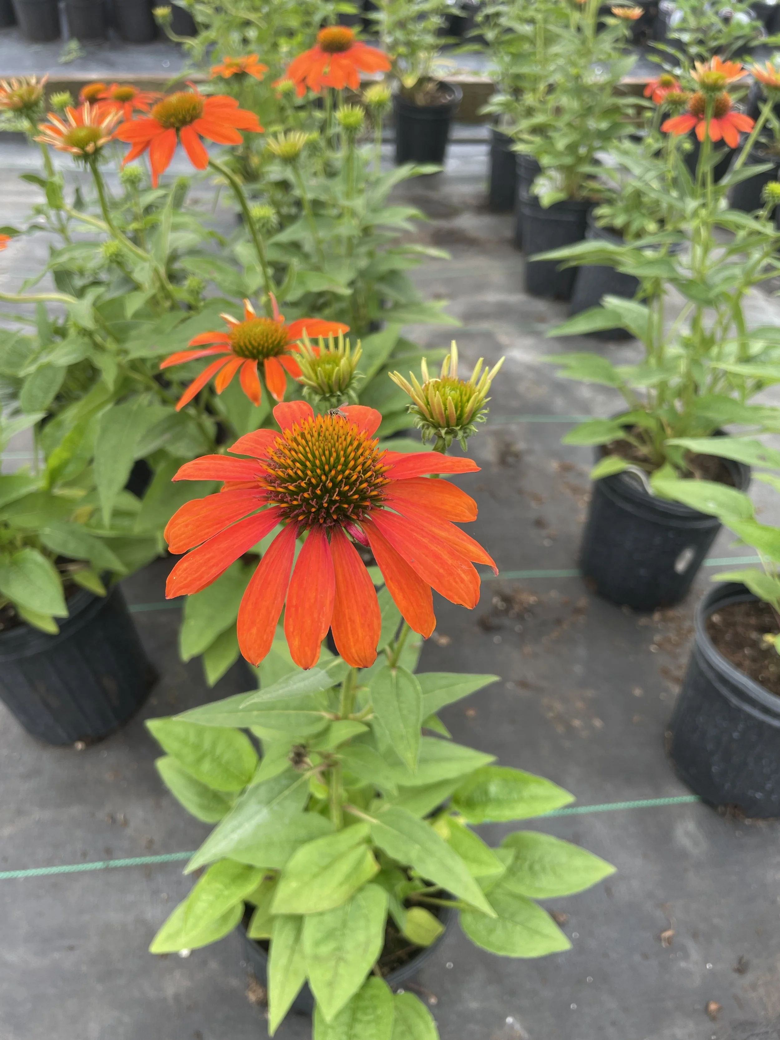 Echinacea 'Sombrero Orange'
