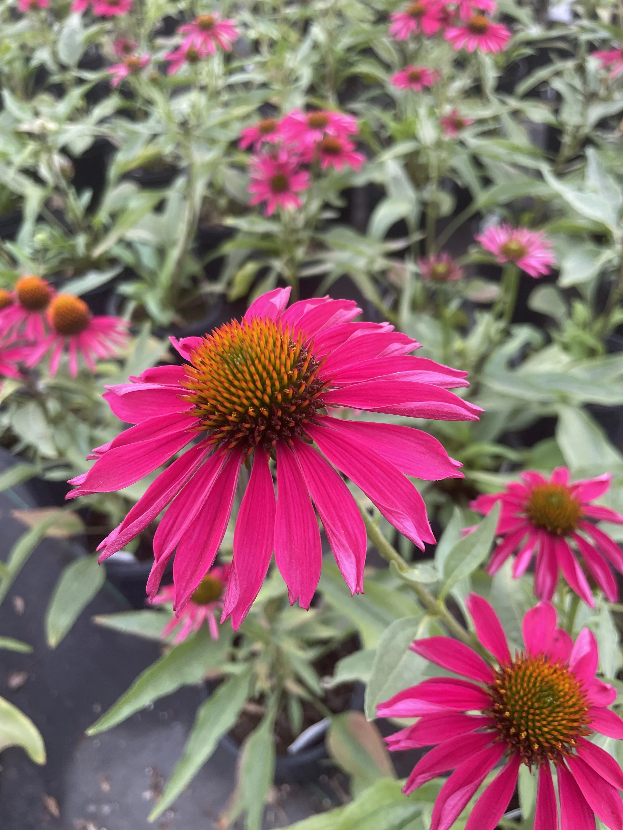 Echinacea 'Kismet Raspberry'