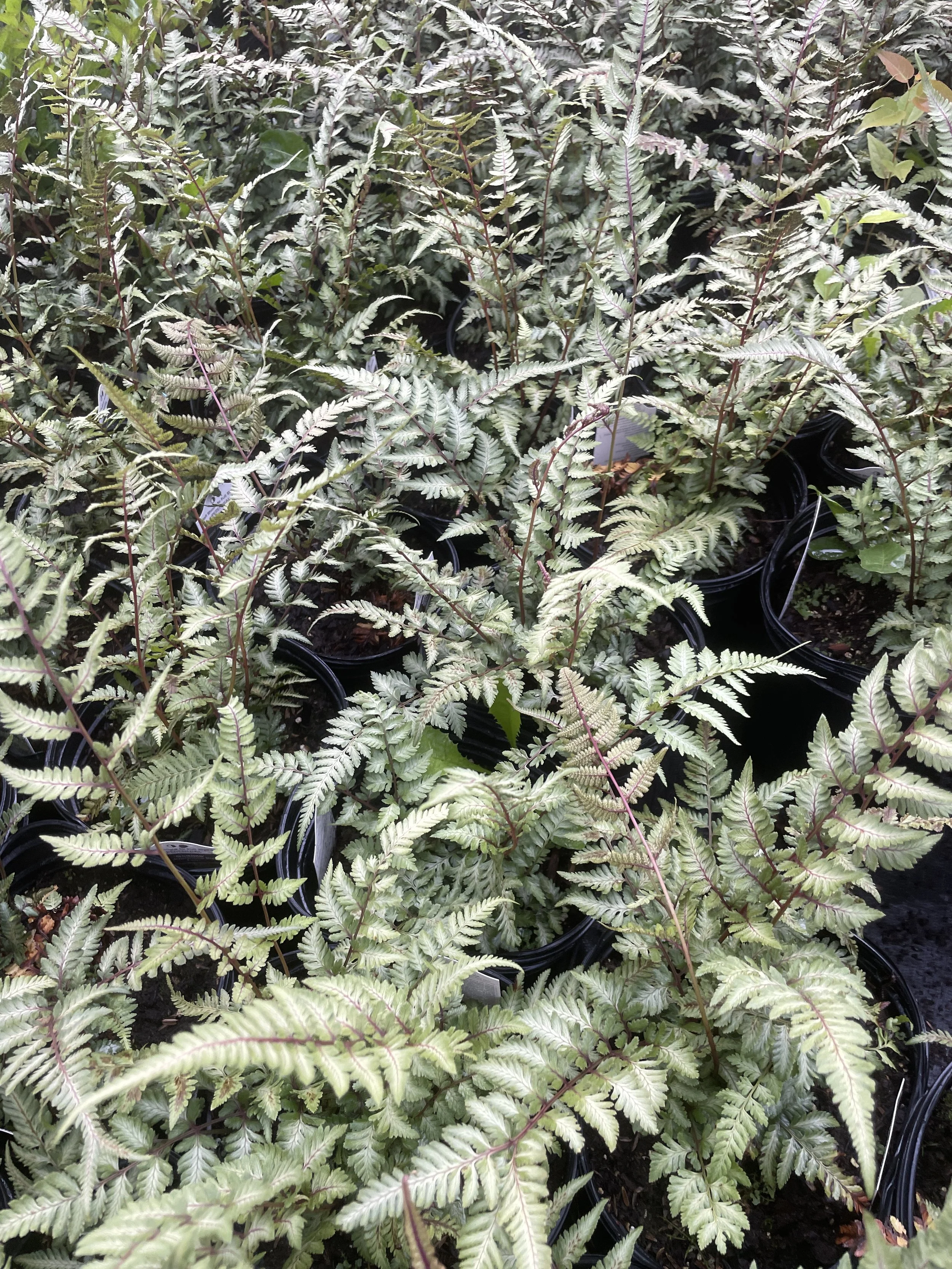Fern 'Godzilla'