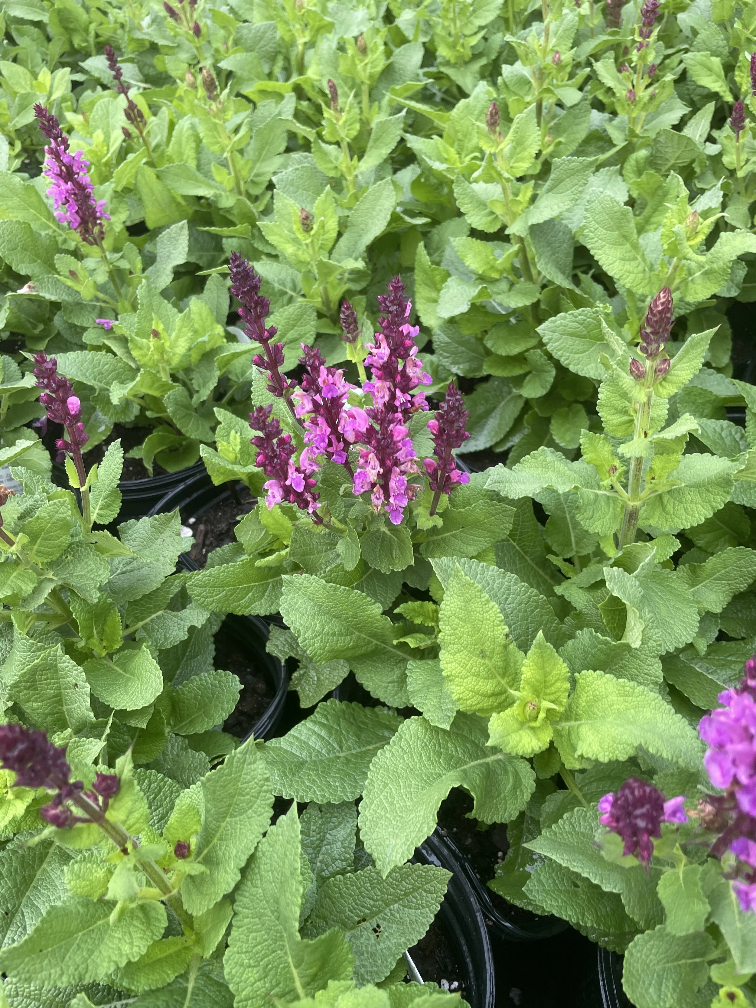 Salvia 'Rose Marvel'