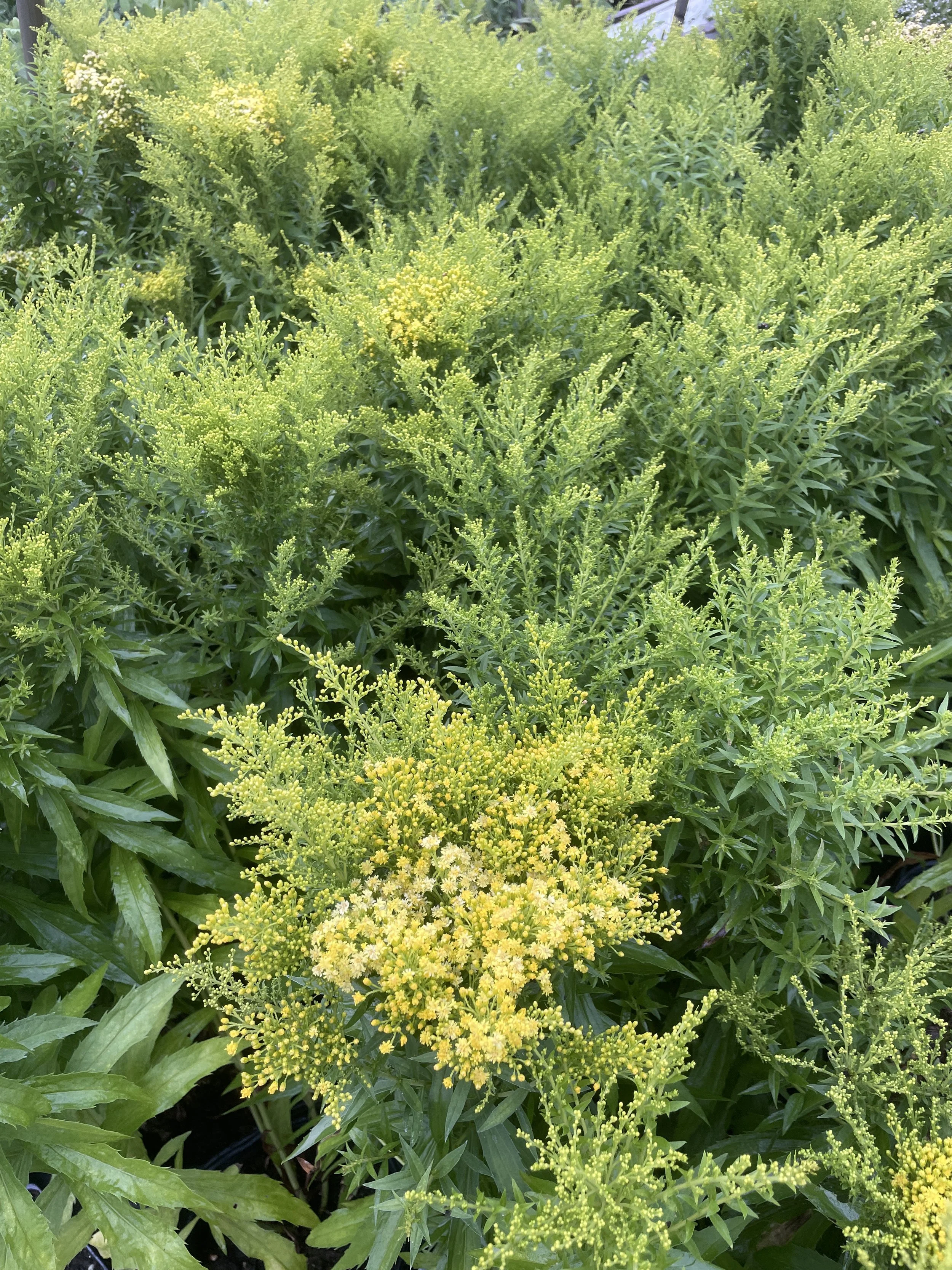 Solidago 'Little Lemon'