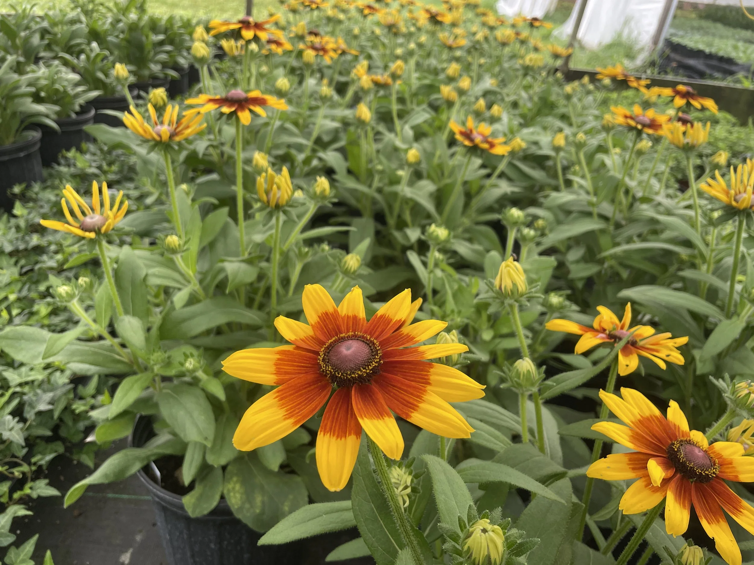 Sunbeckia 'Mia'