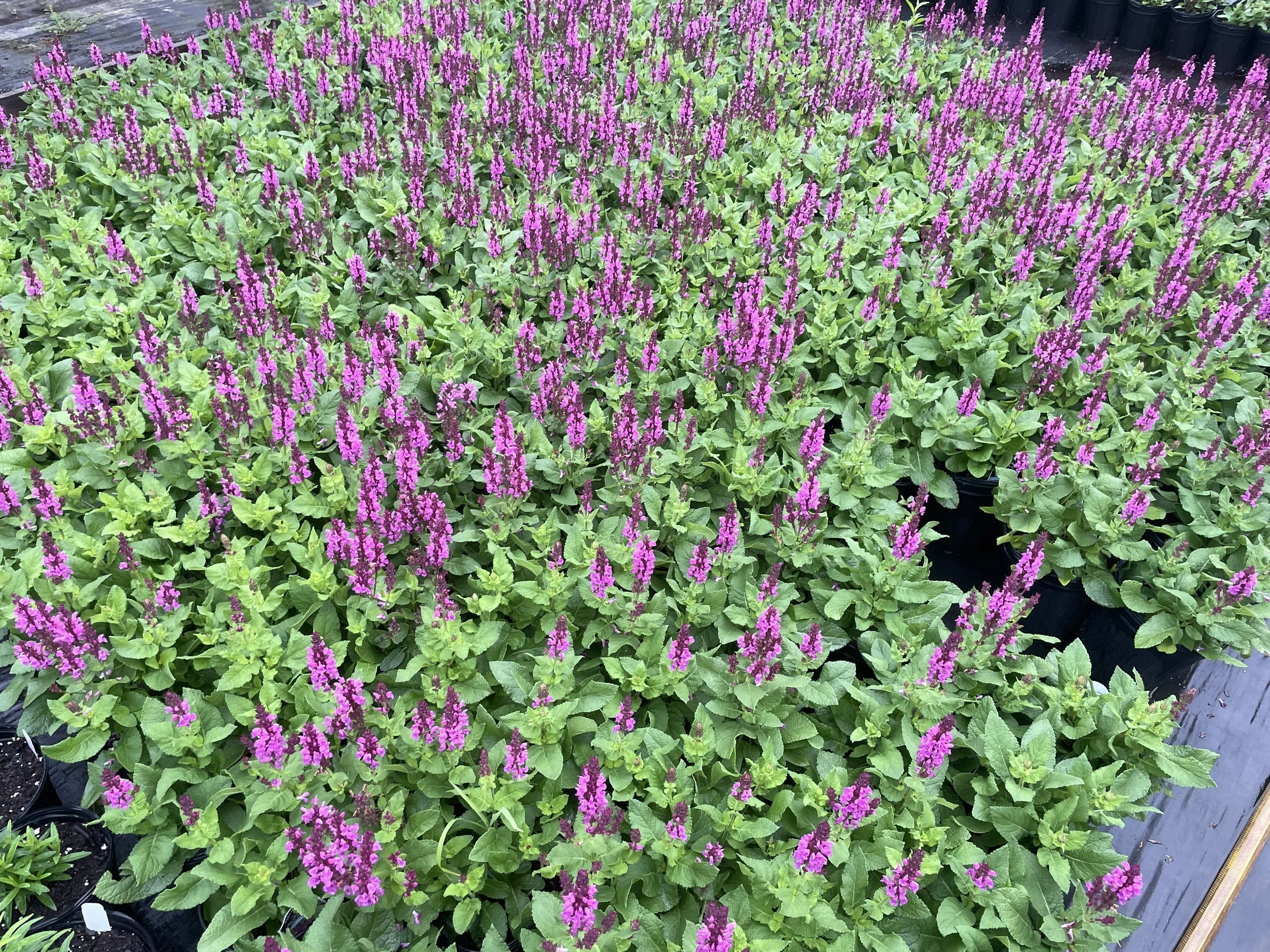 Salvia 'Rose Marvel'