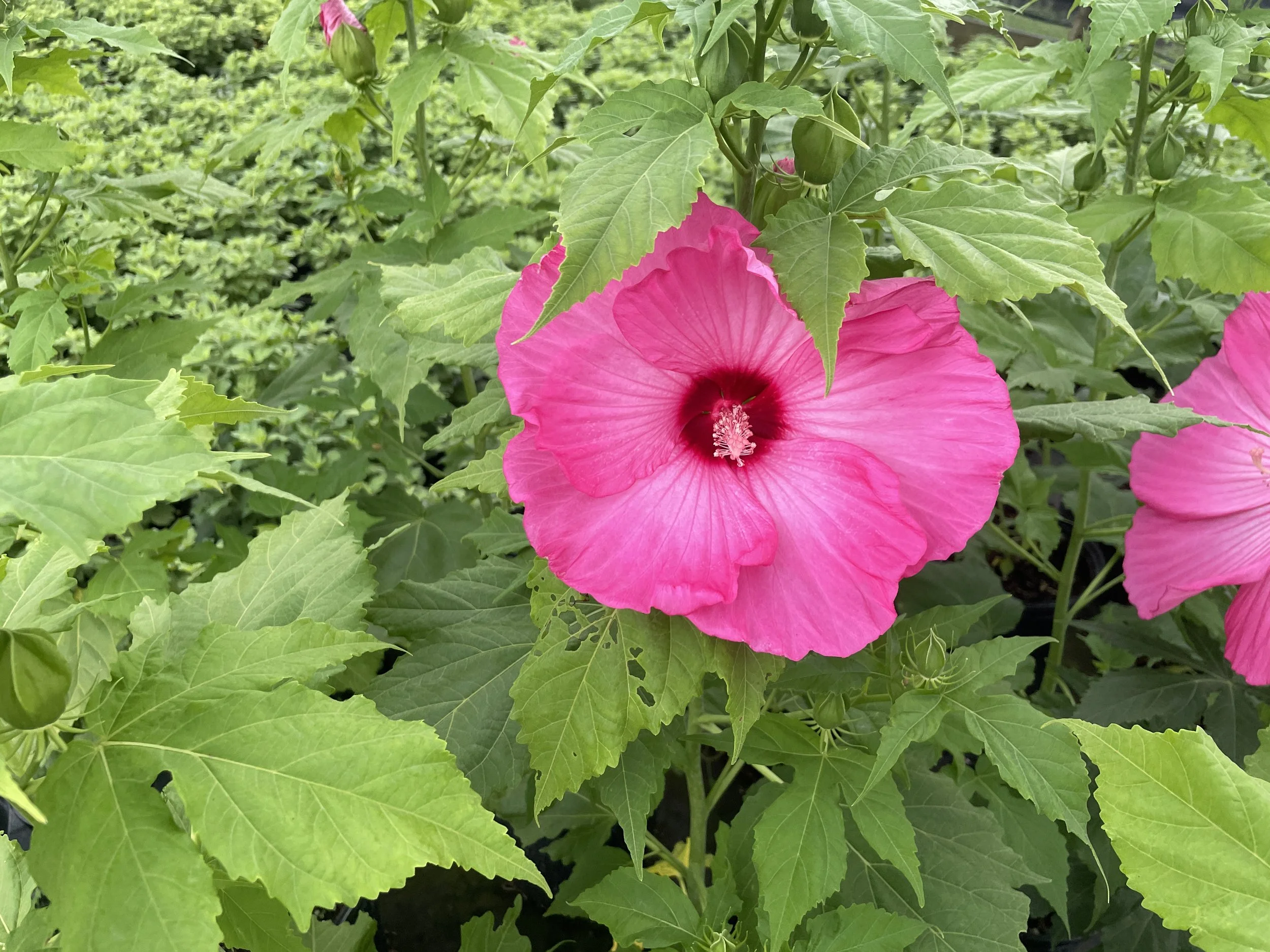 Hibiscus 'Airbrush Effect'