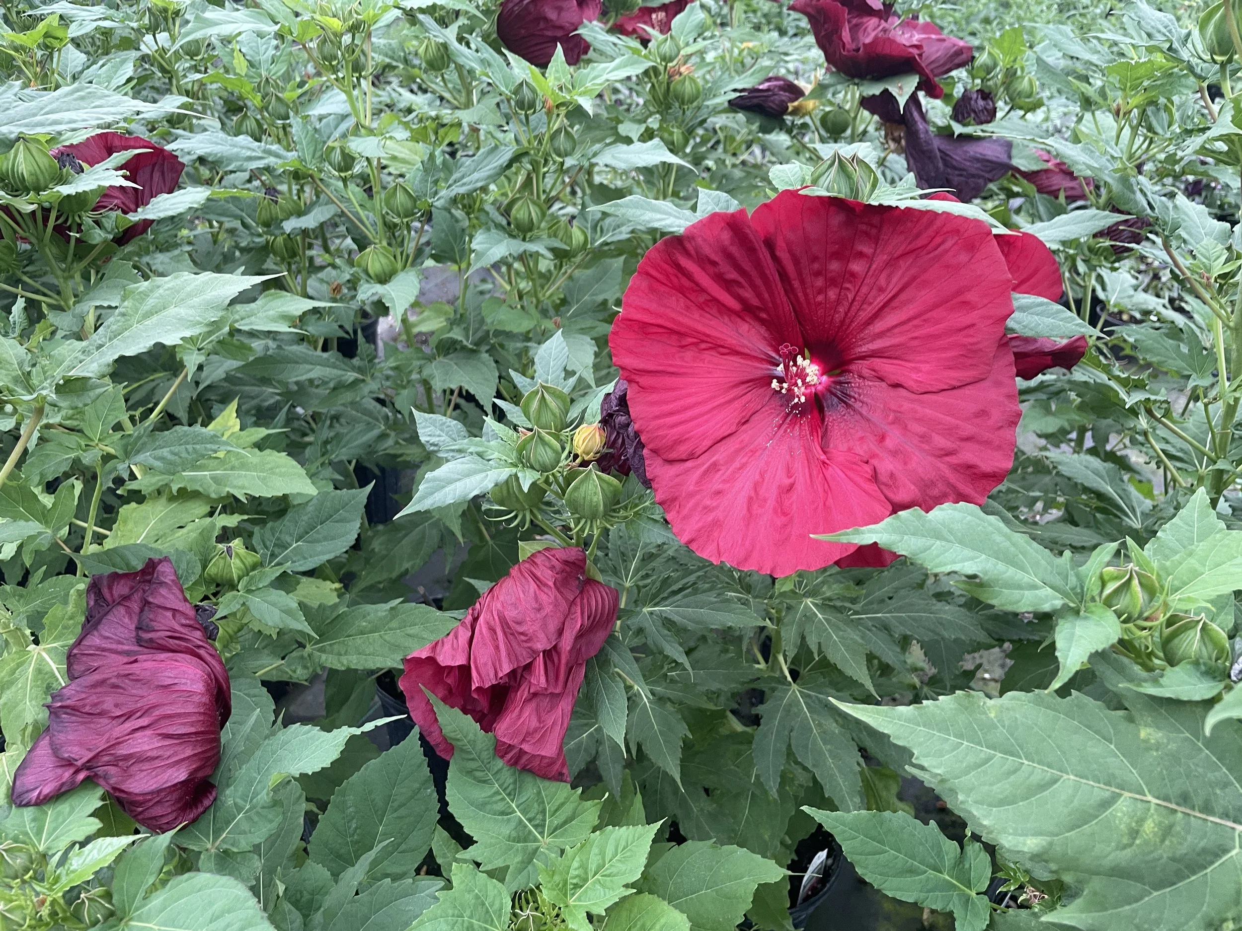 Hibiscus 'Blackberry Merlot'
