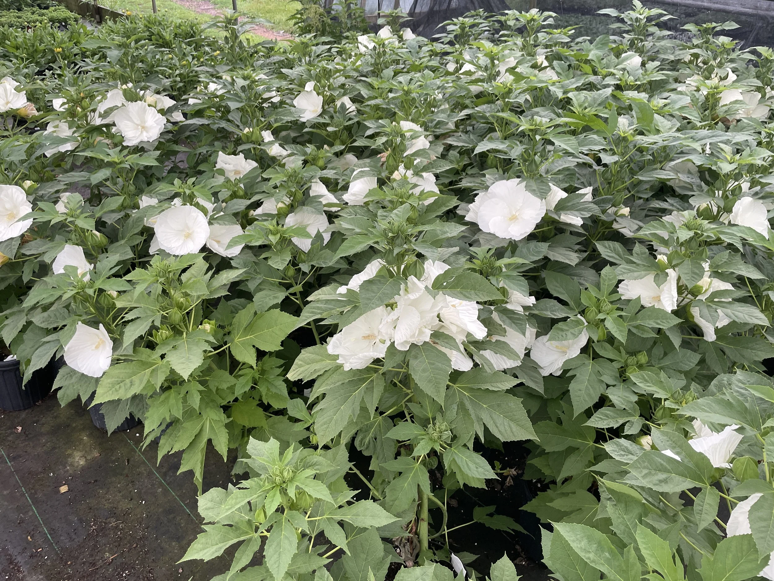 Hibiscus 'Marshmallow Moon'