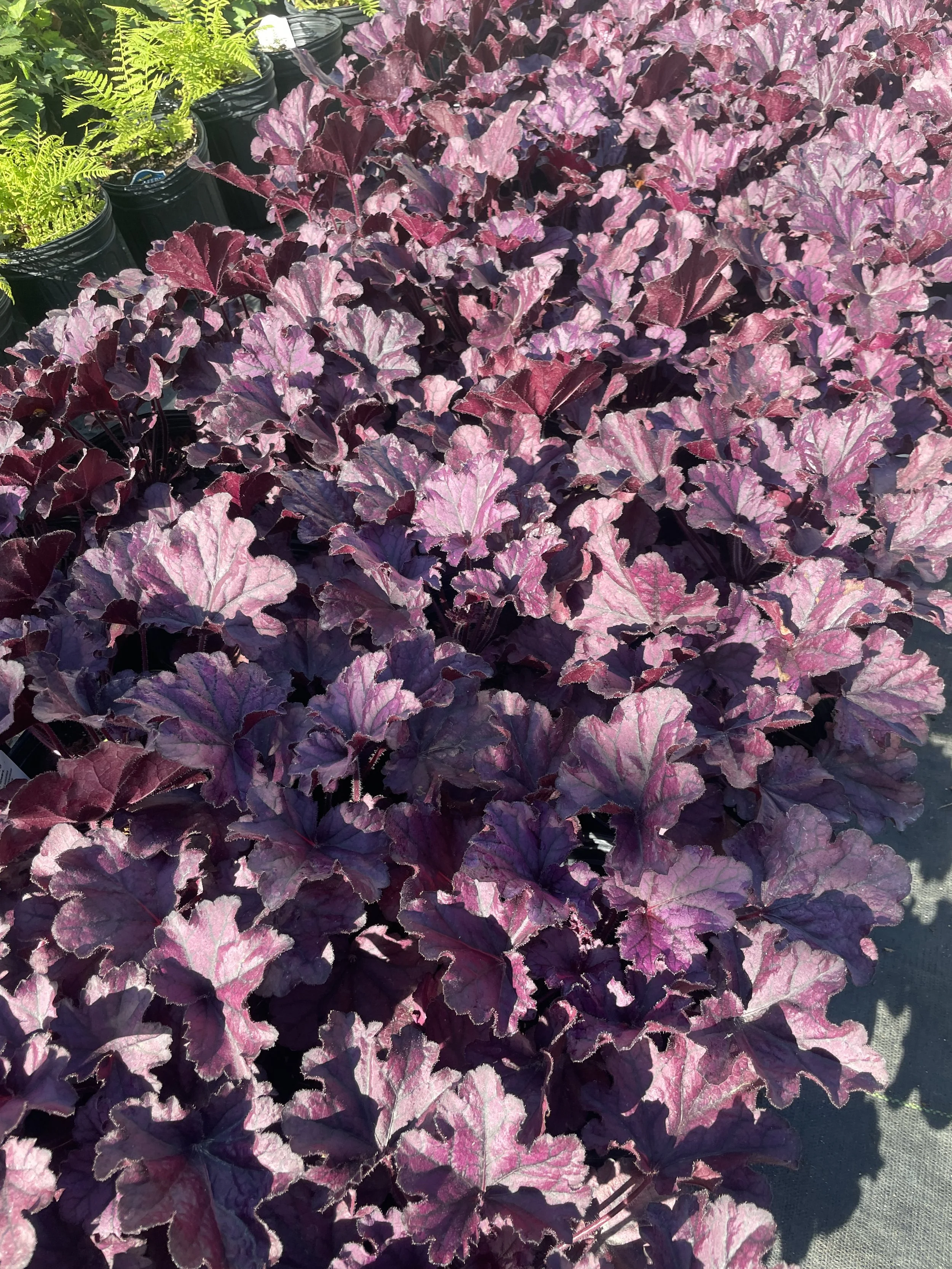 Heuchera 'Forever Purple'