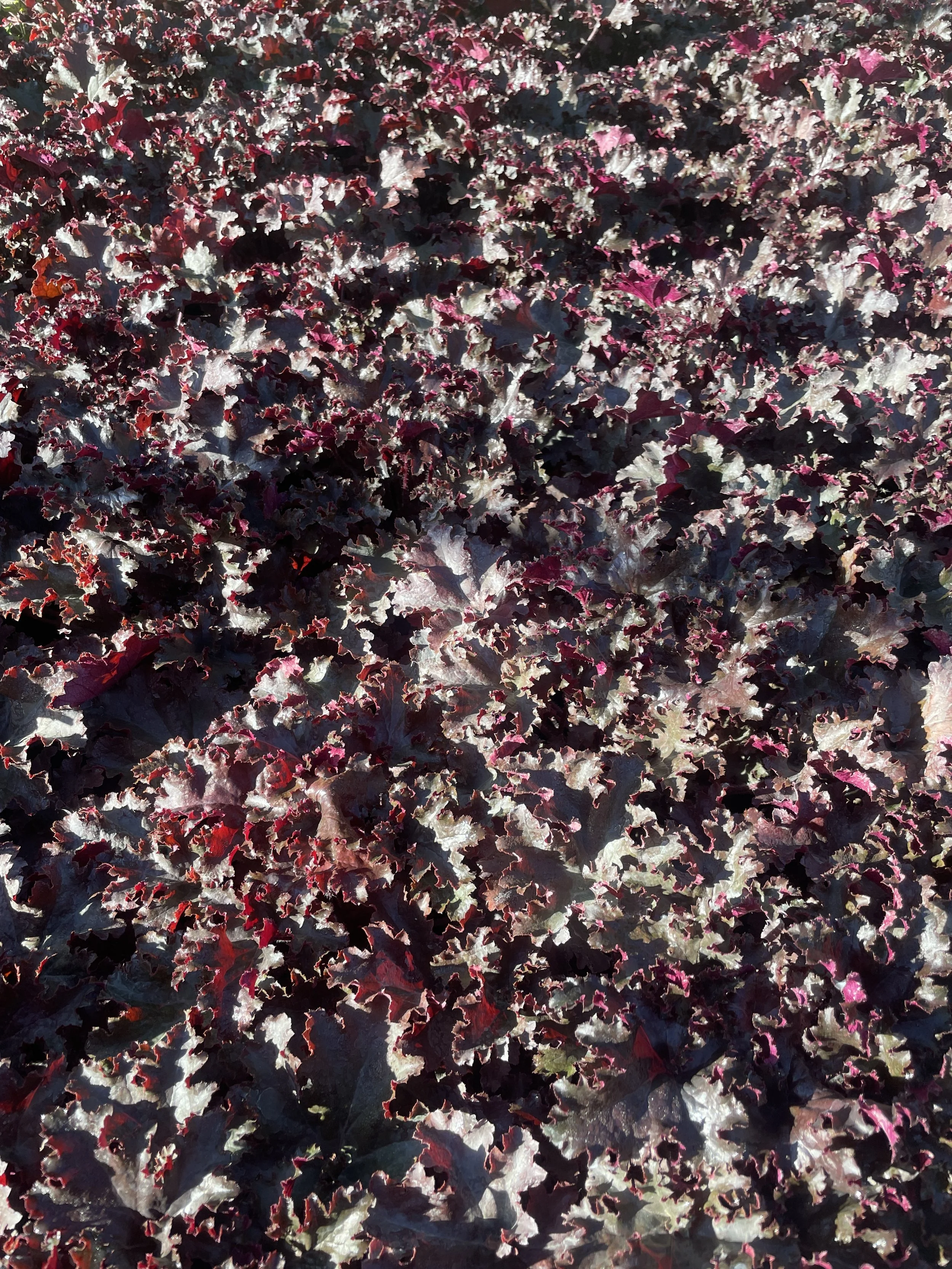 Heuchera 'Black Taffeta'