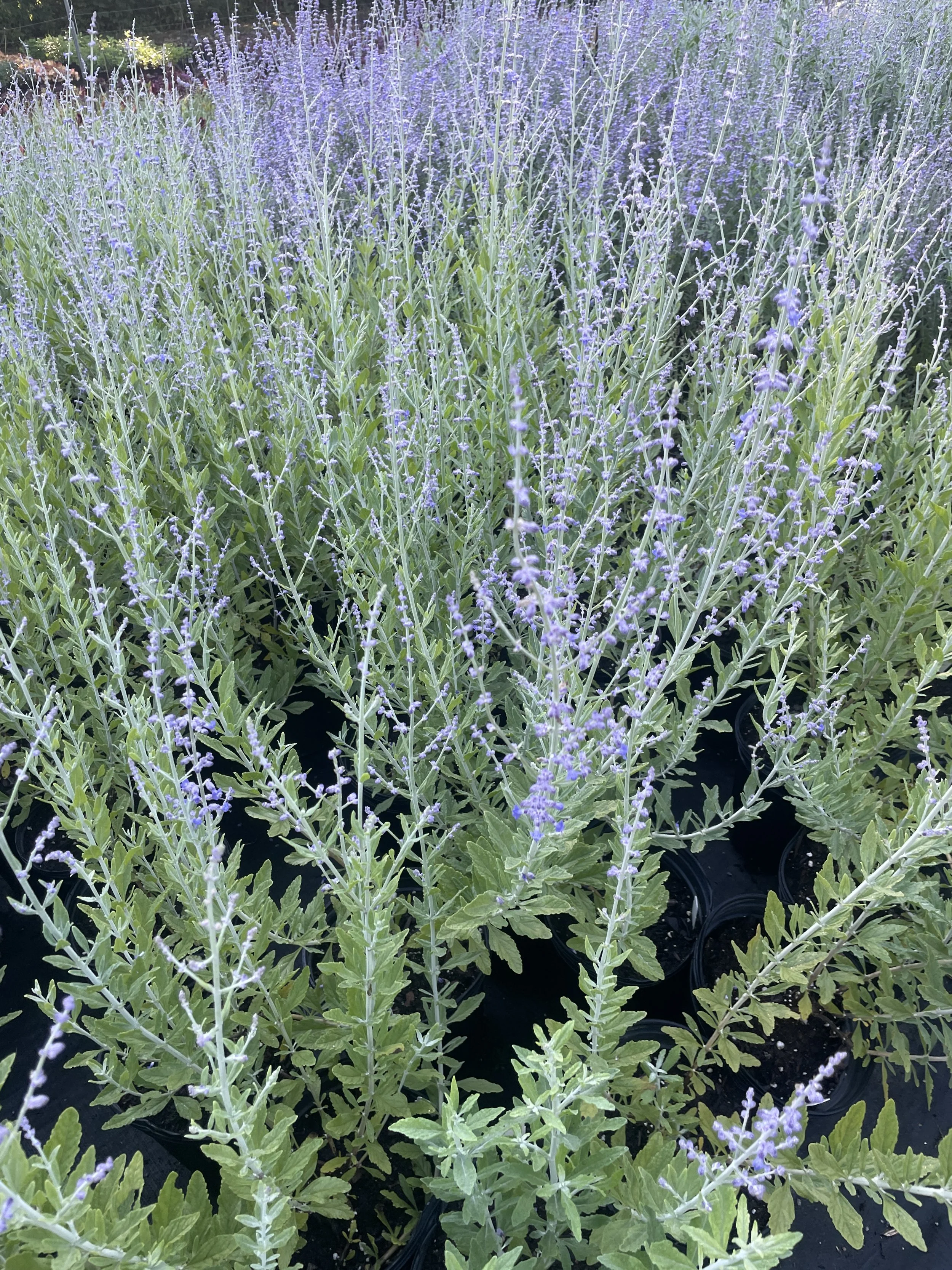 Perovskia 'Little Spires'