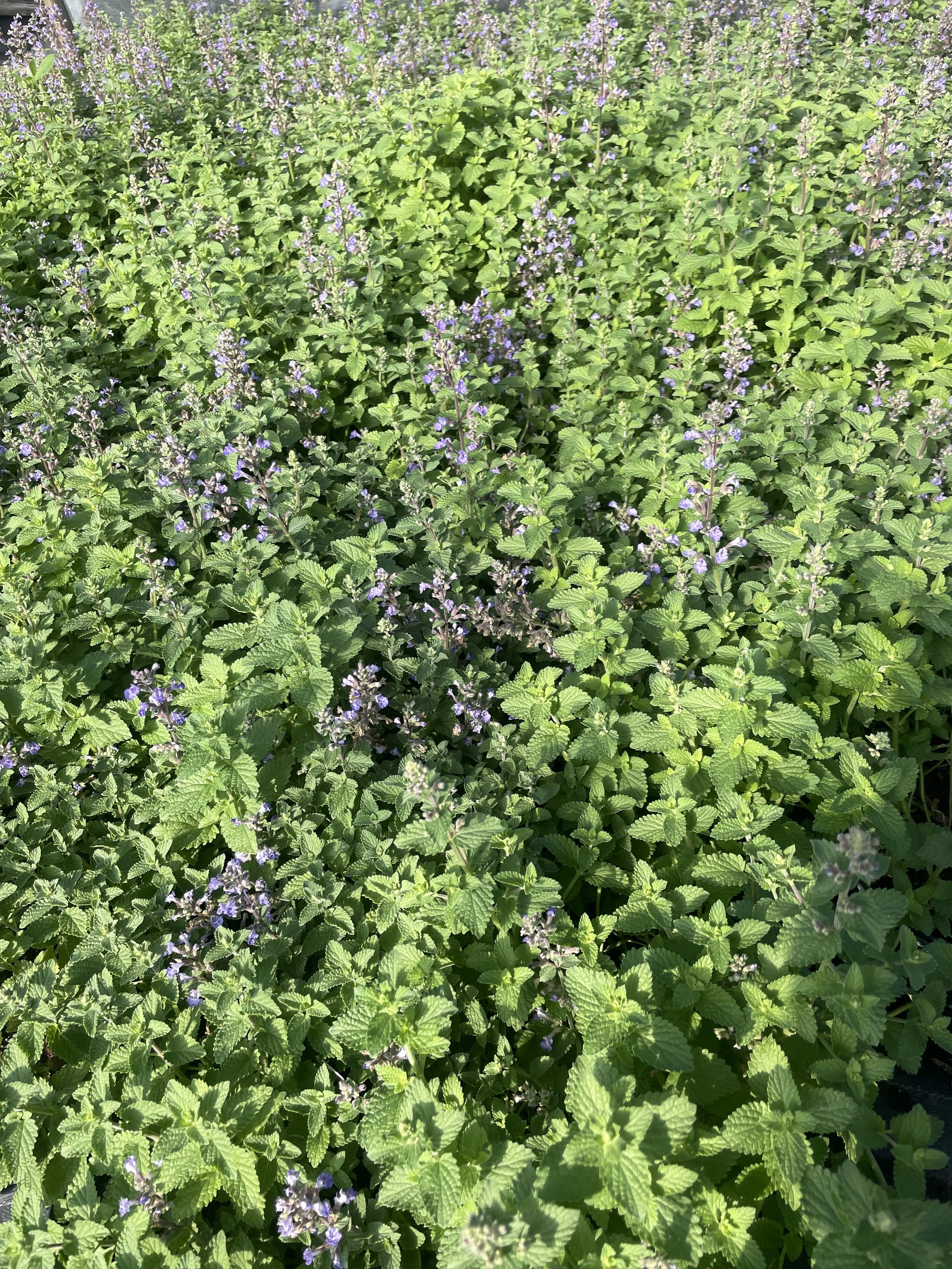 Nepeta 'Purrsian Blue'