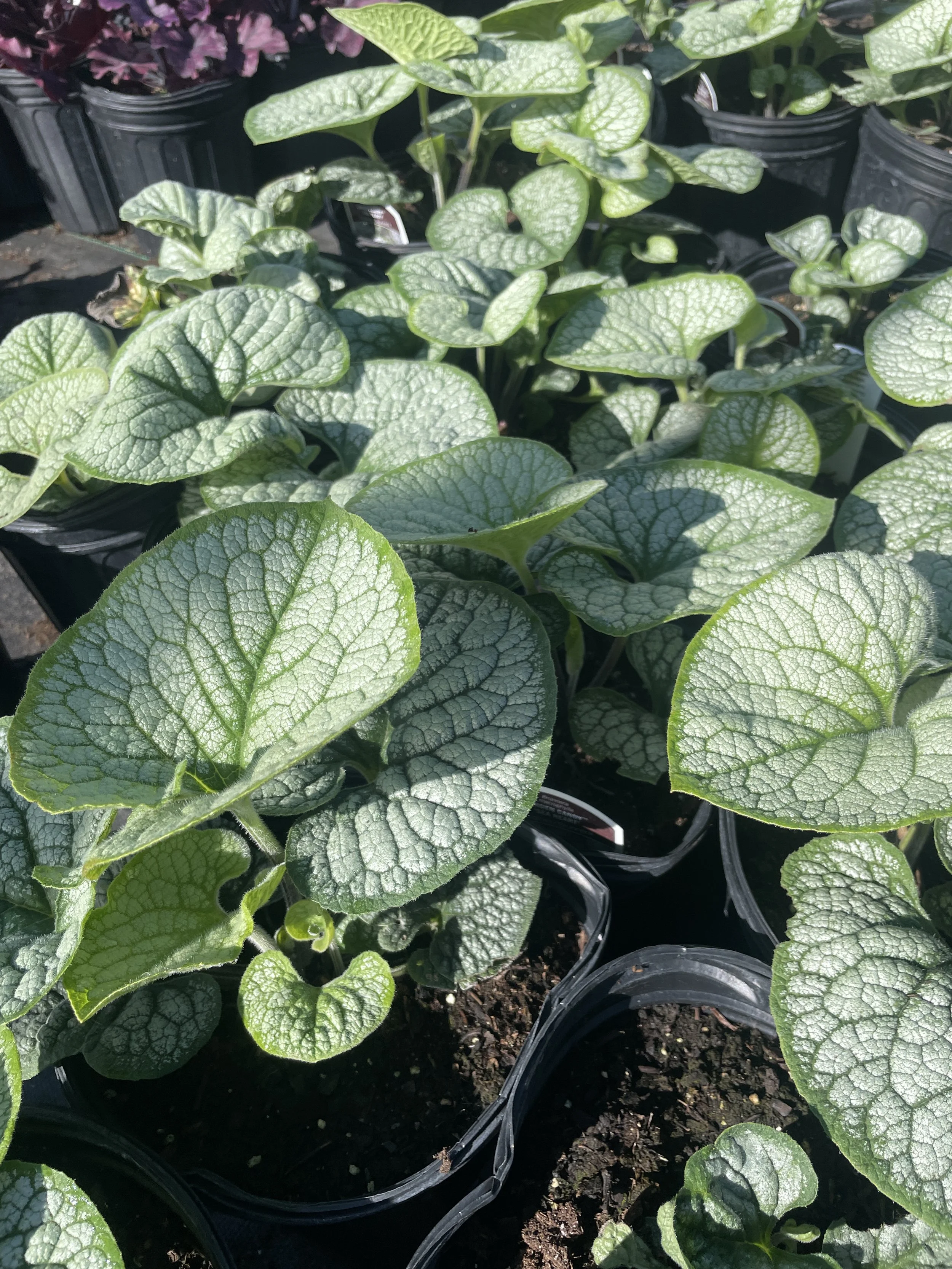 Brunnera 'Sea Heart'