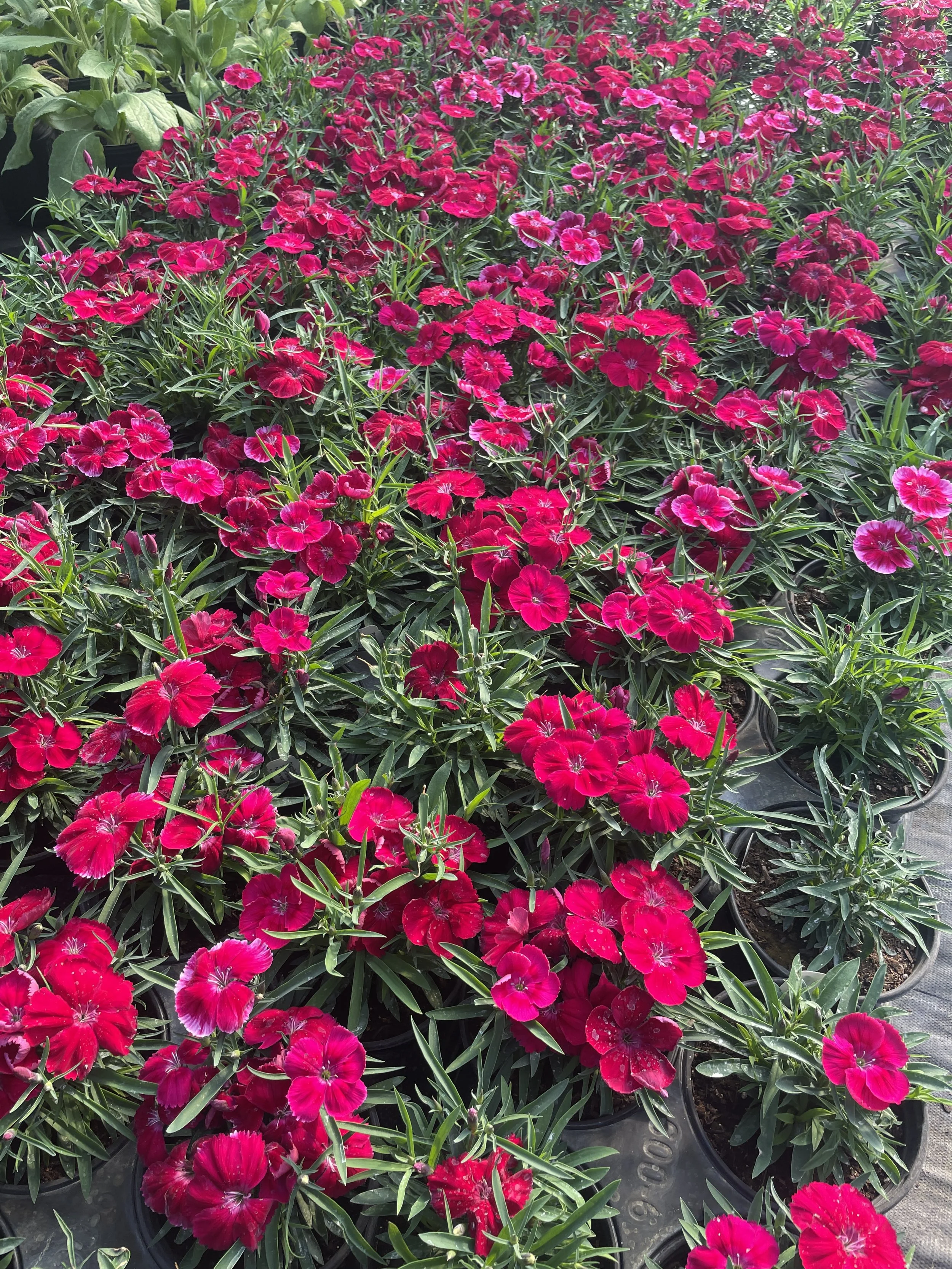 Dianthus 'Coronet Cherry Red'