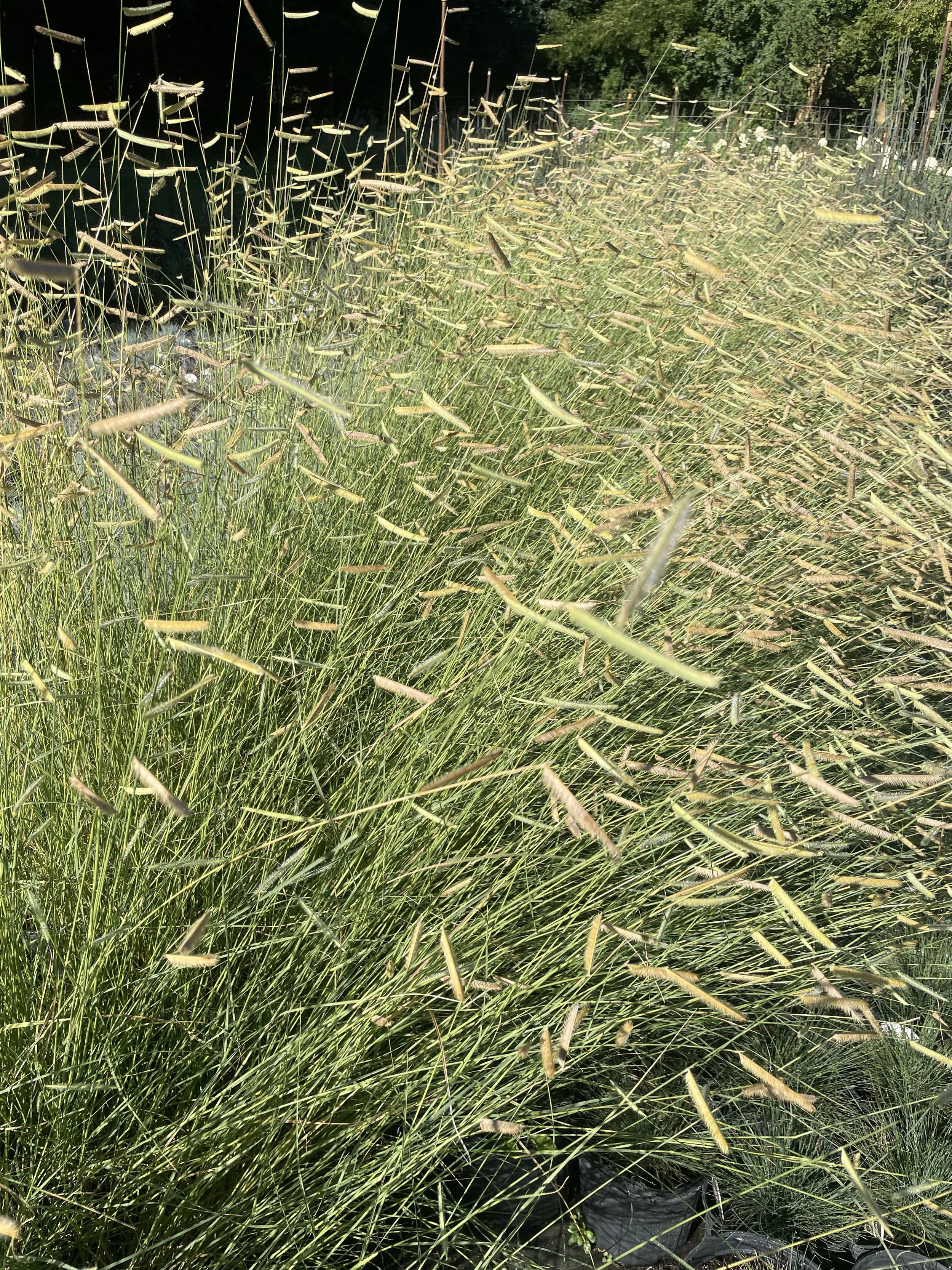 Grass Bouteloua 'Blonde Ambition'