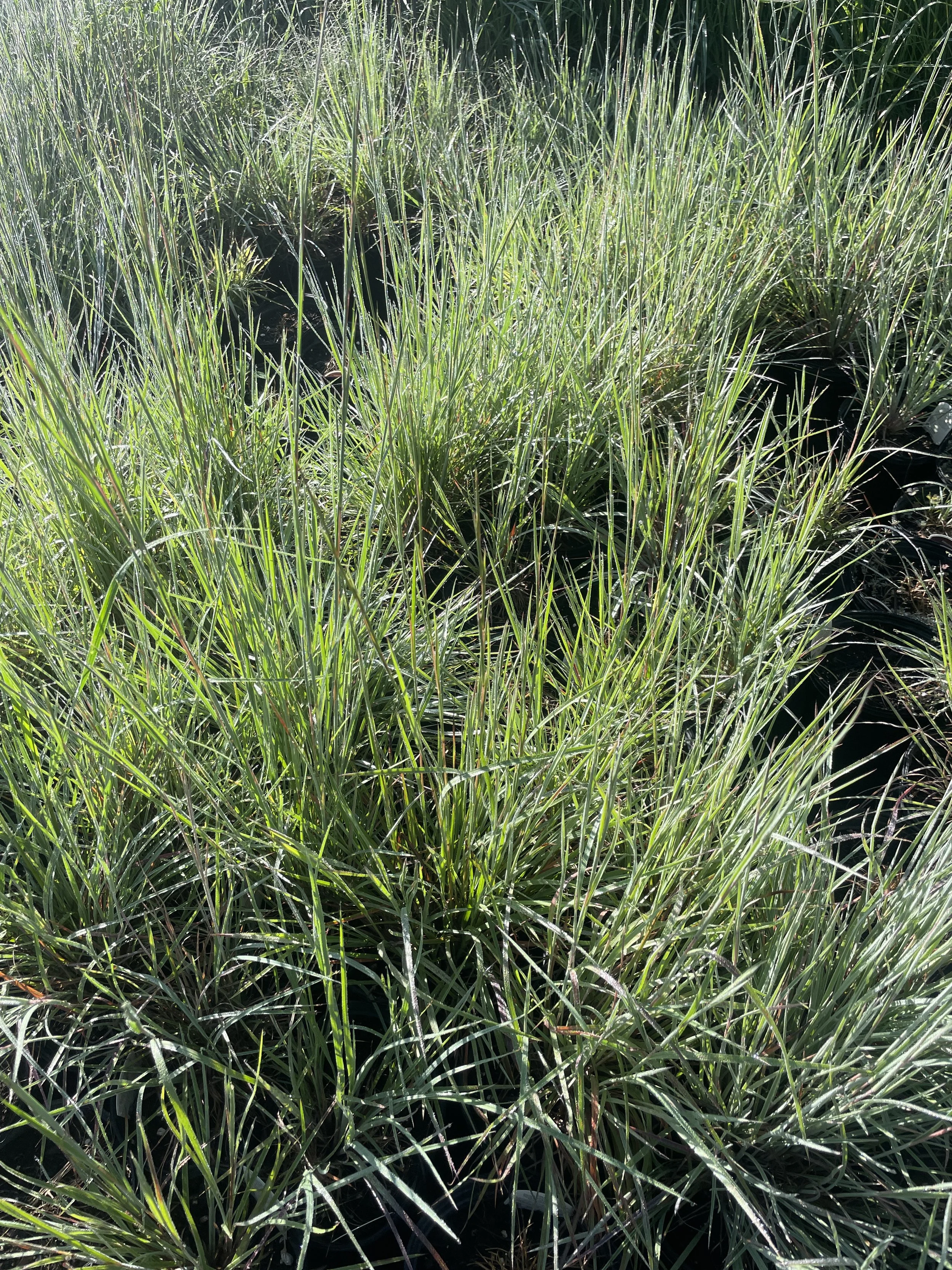 Grass Little Bluestem