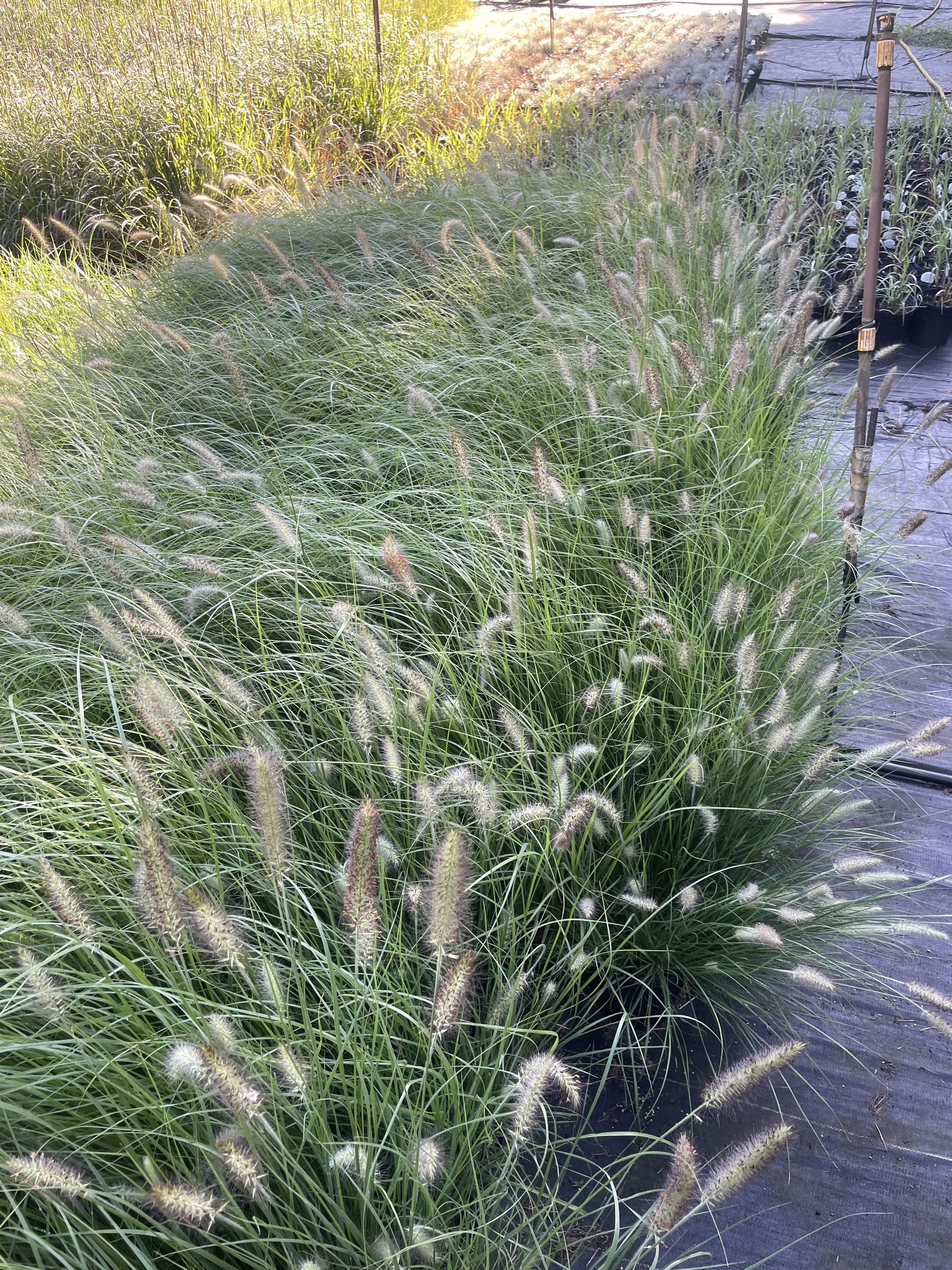 Grass Pennisetum 'Hameln'