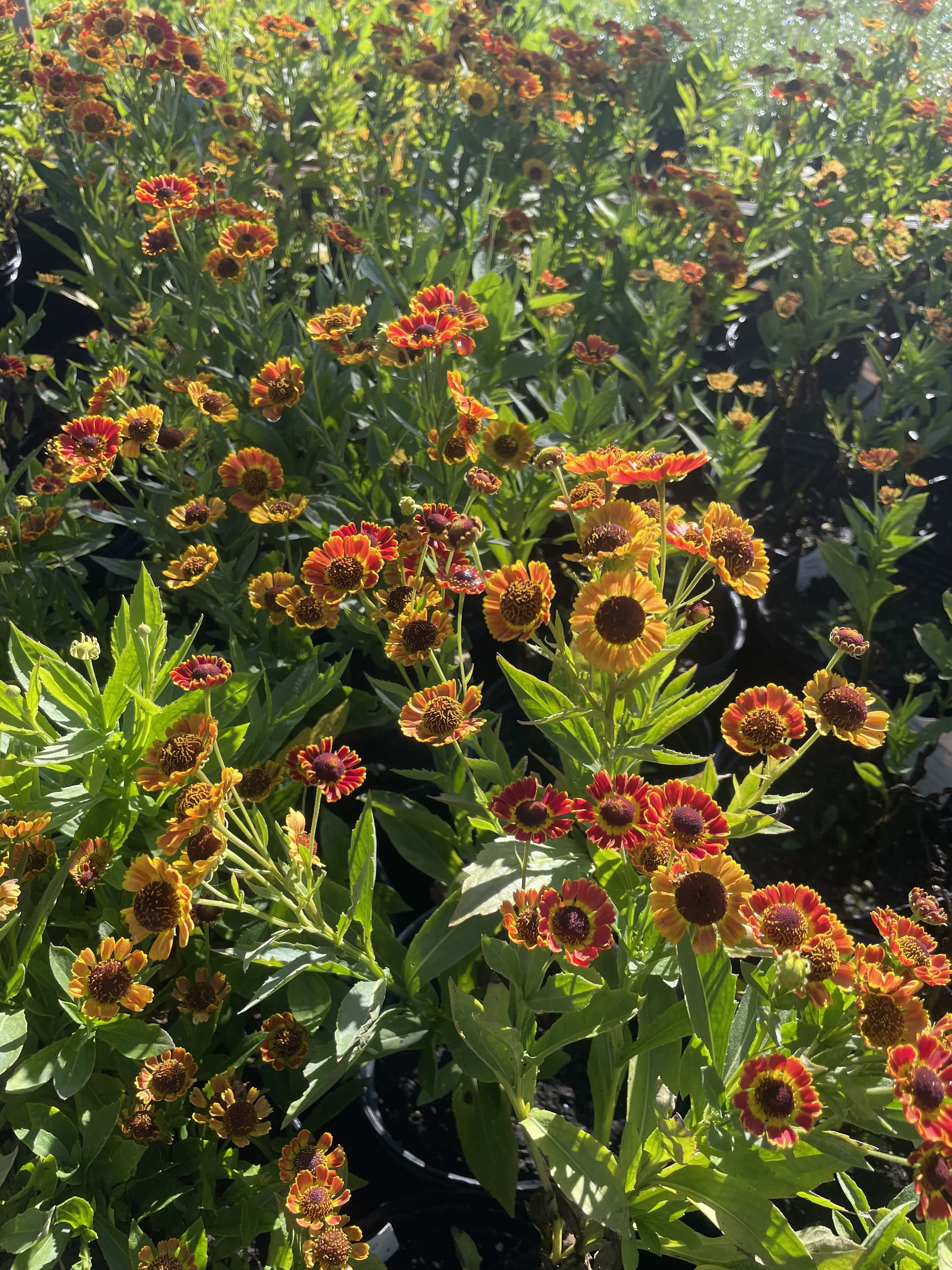 Helenium 'Fuego'