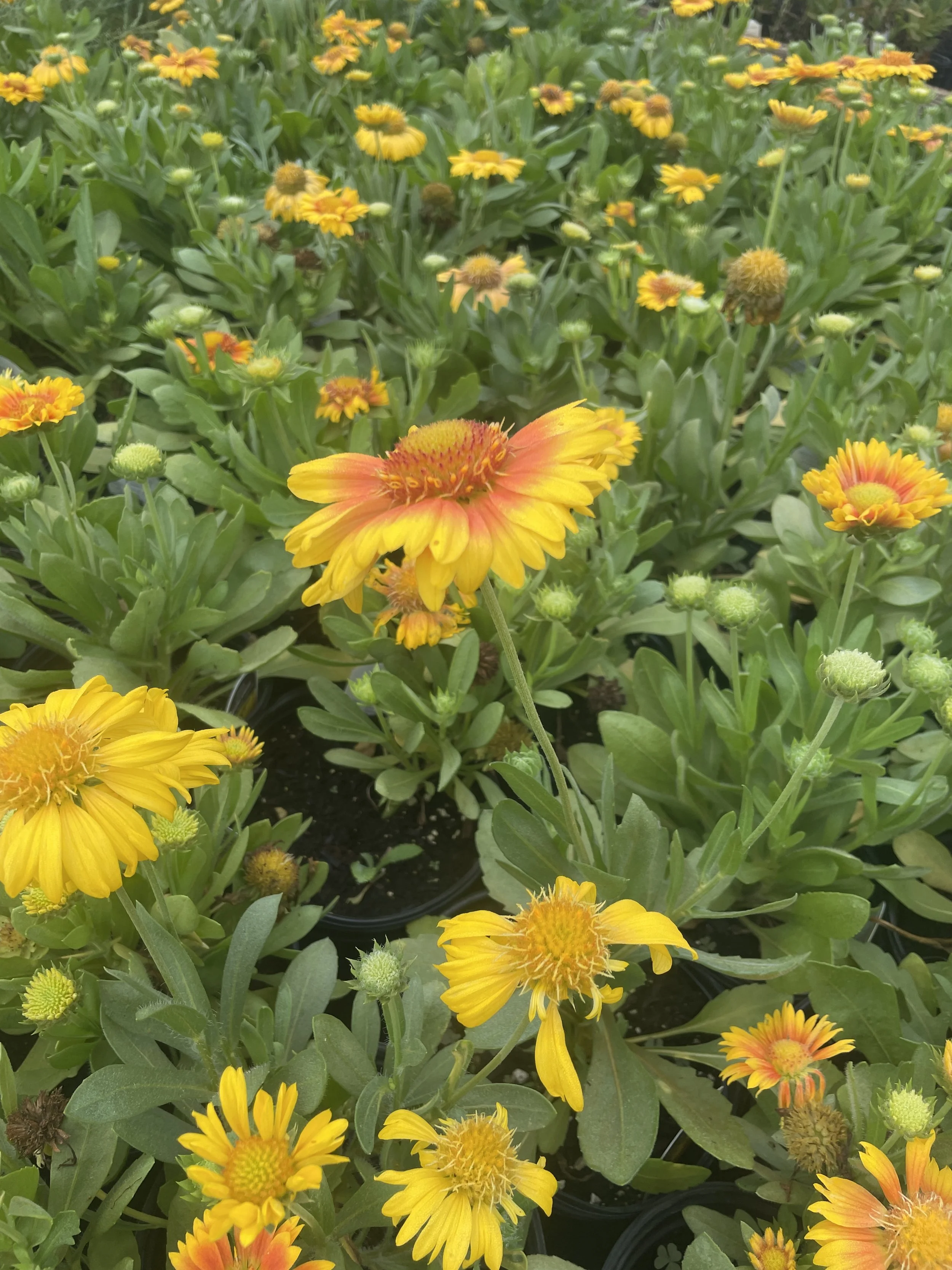 Gaillardia 'Arizona Apricot'