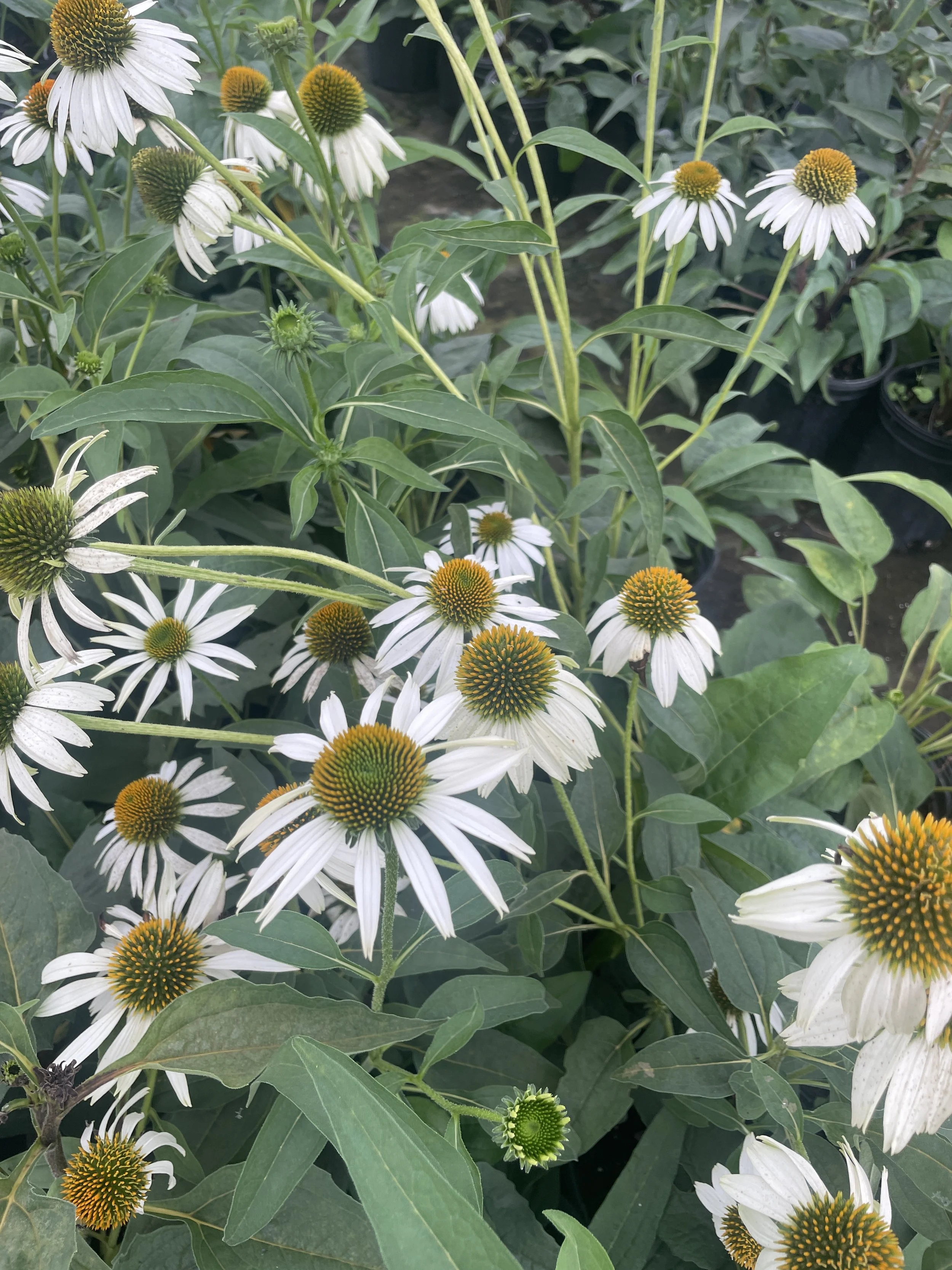 Echinacea 'White Swan'