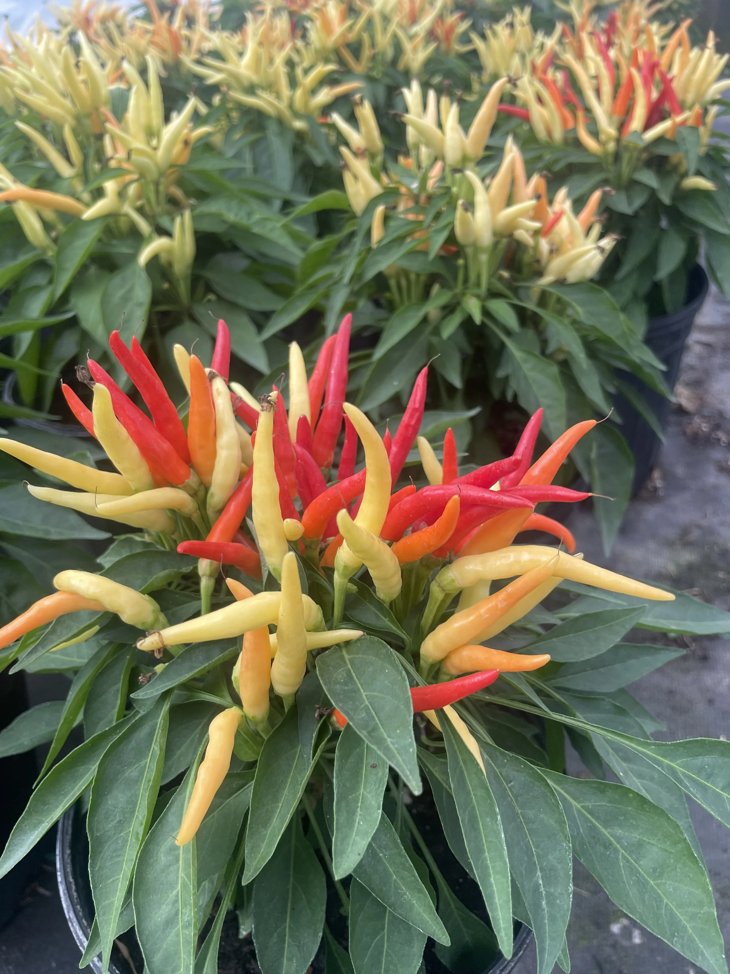Pepper 'Sangria'