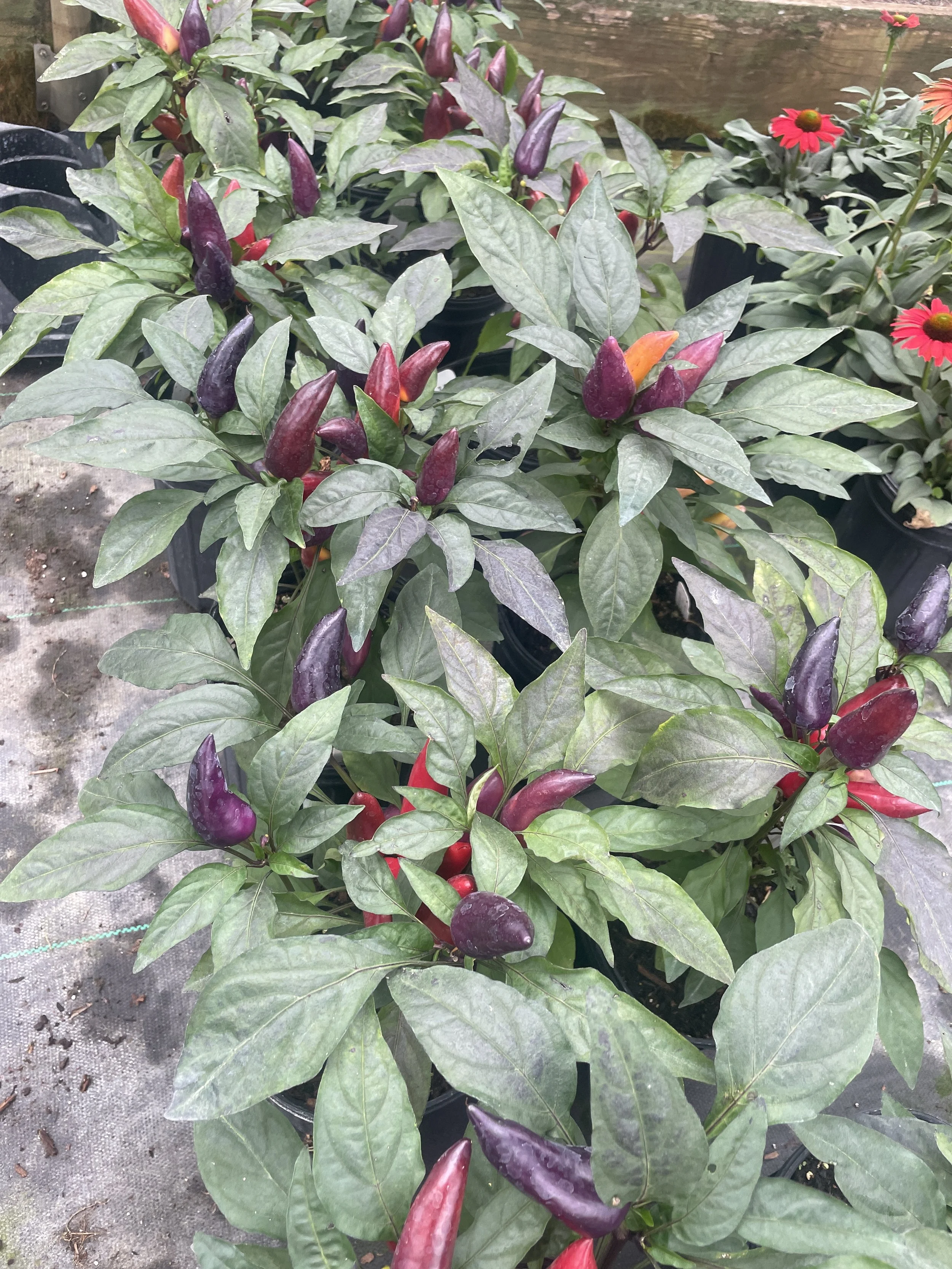 Pepper 'Wicked'