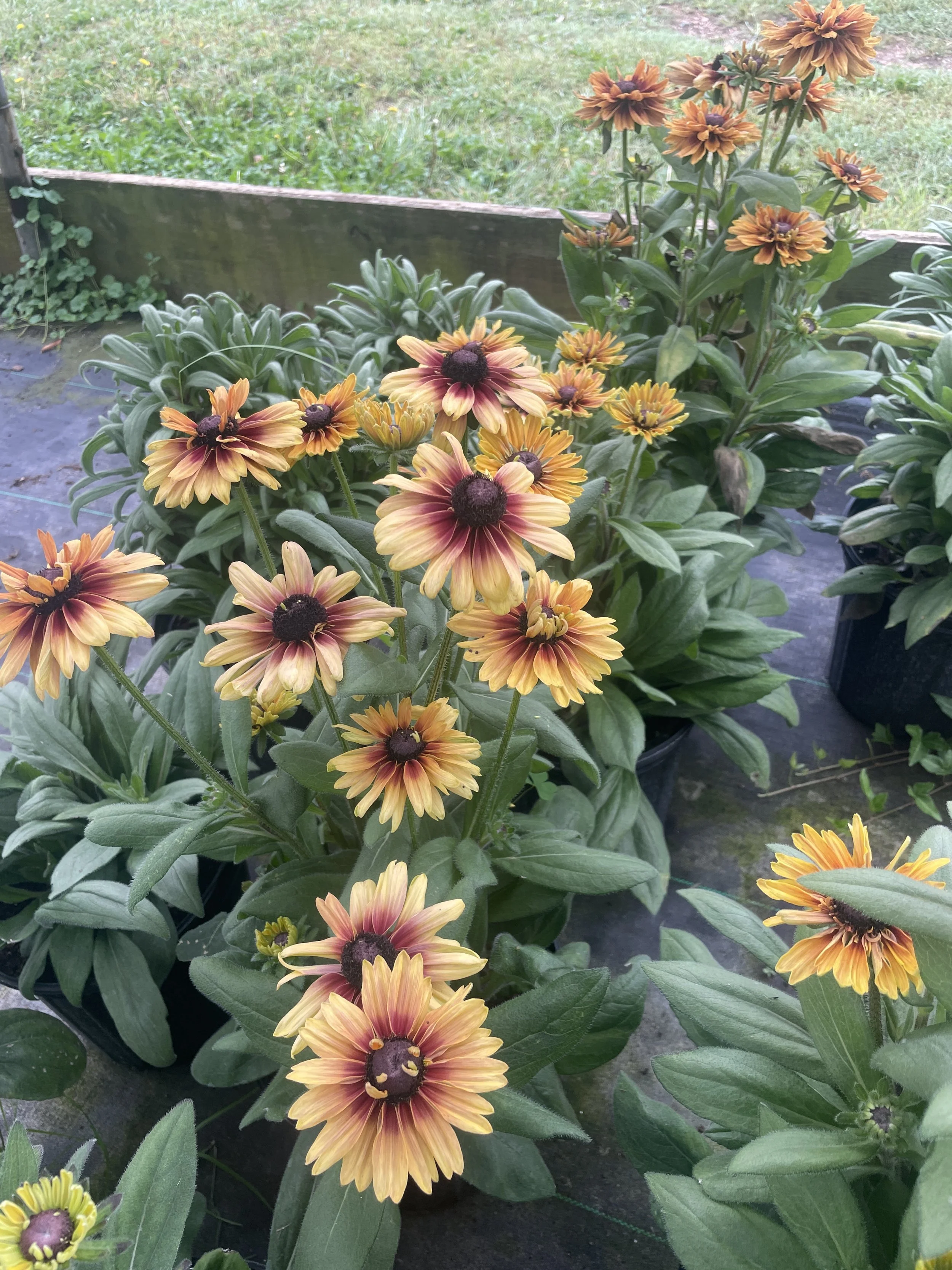 Sunbeckia 'Specialty Peach'