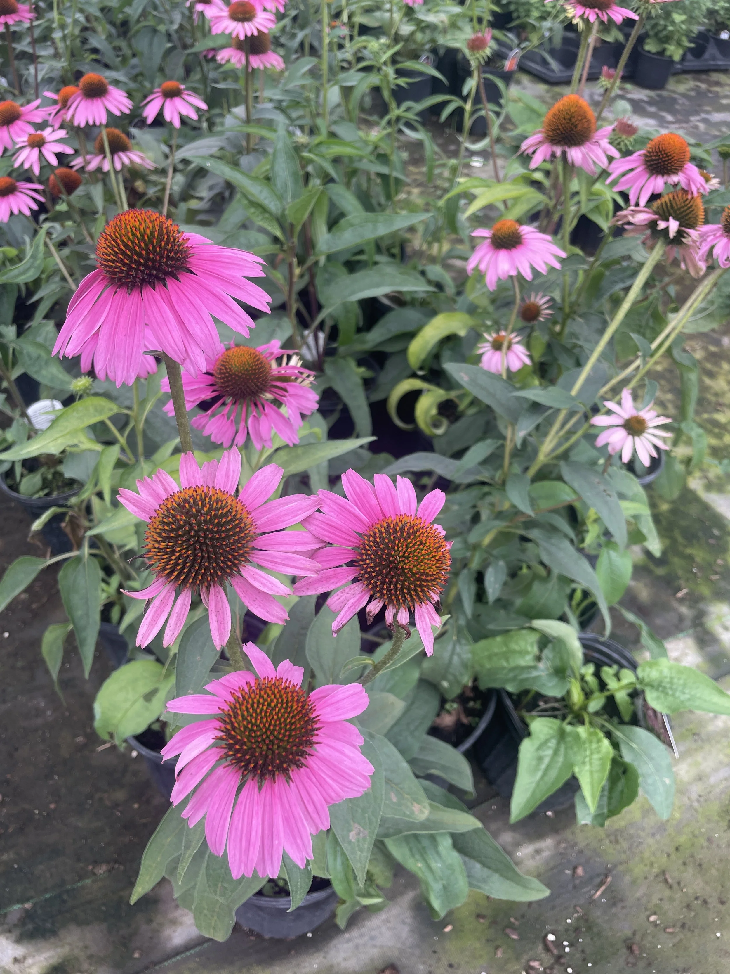 Echinacea 'Magnus'