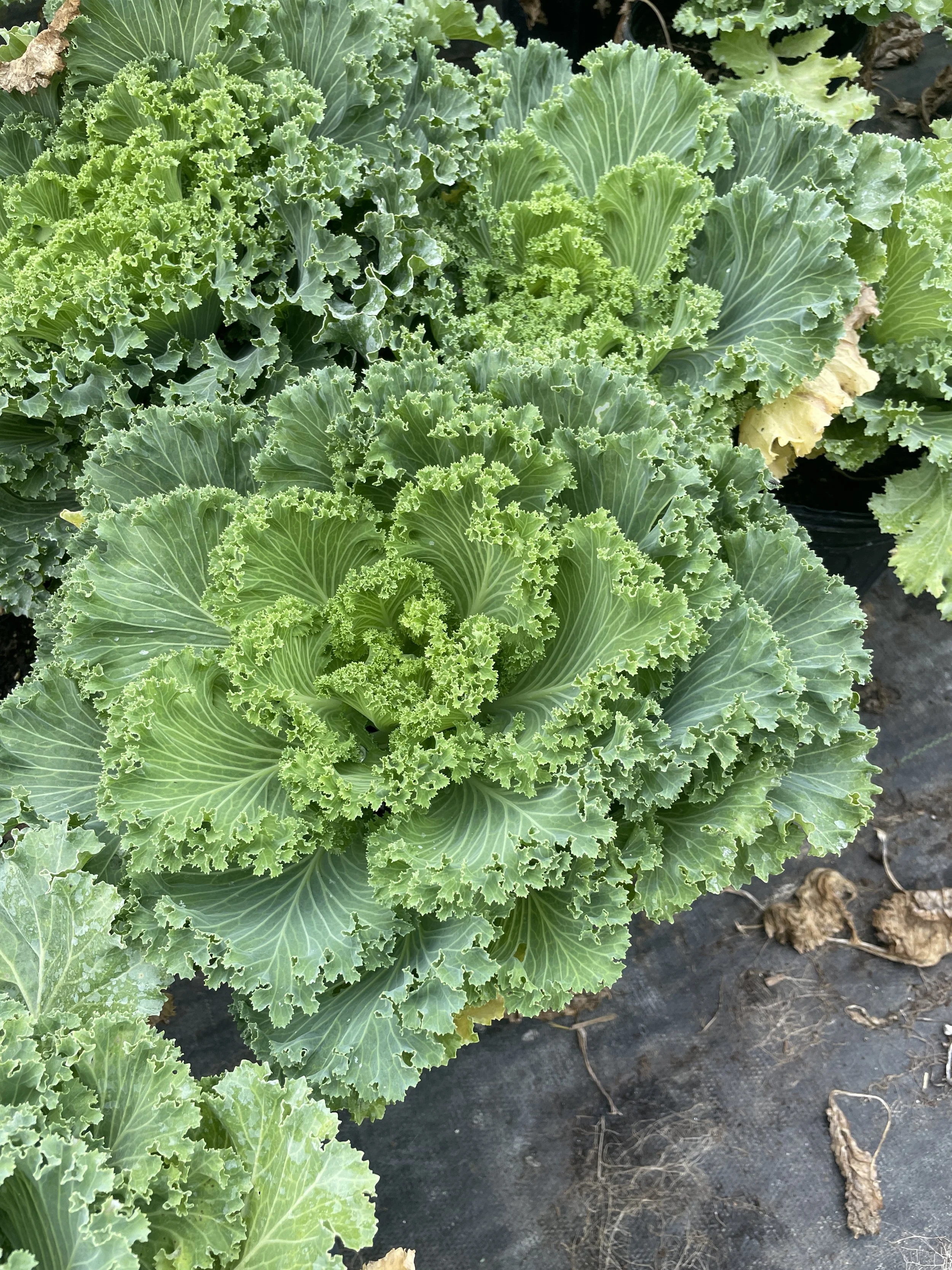 Kale 'Nagoya White'
