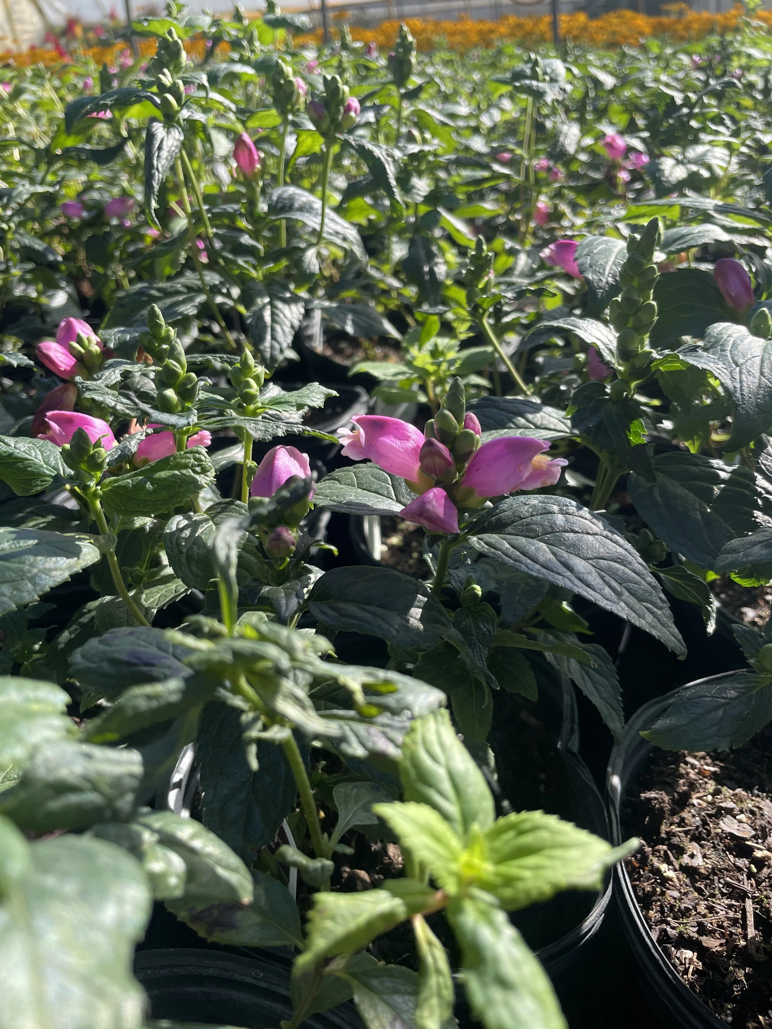 Chelone 'Tiny Tortuga'