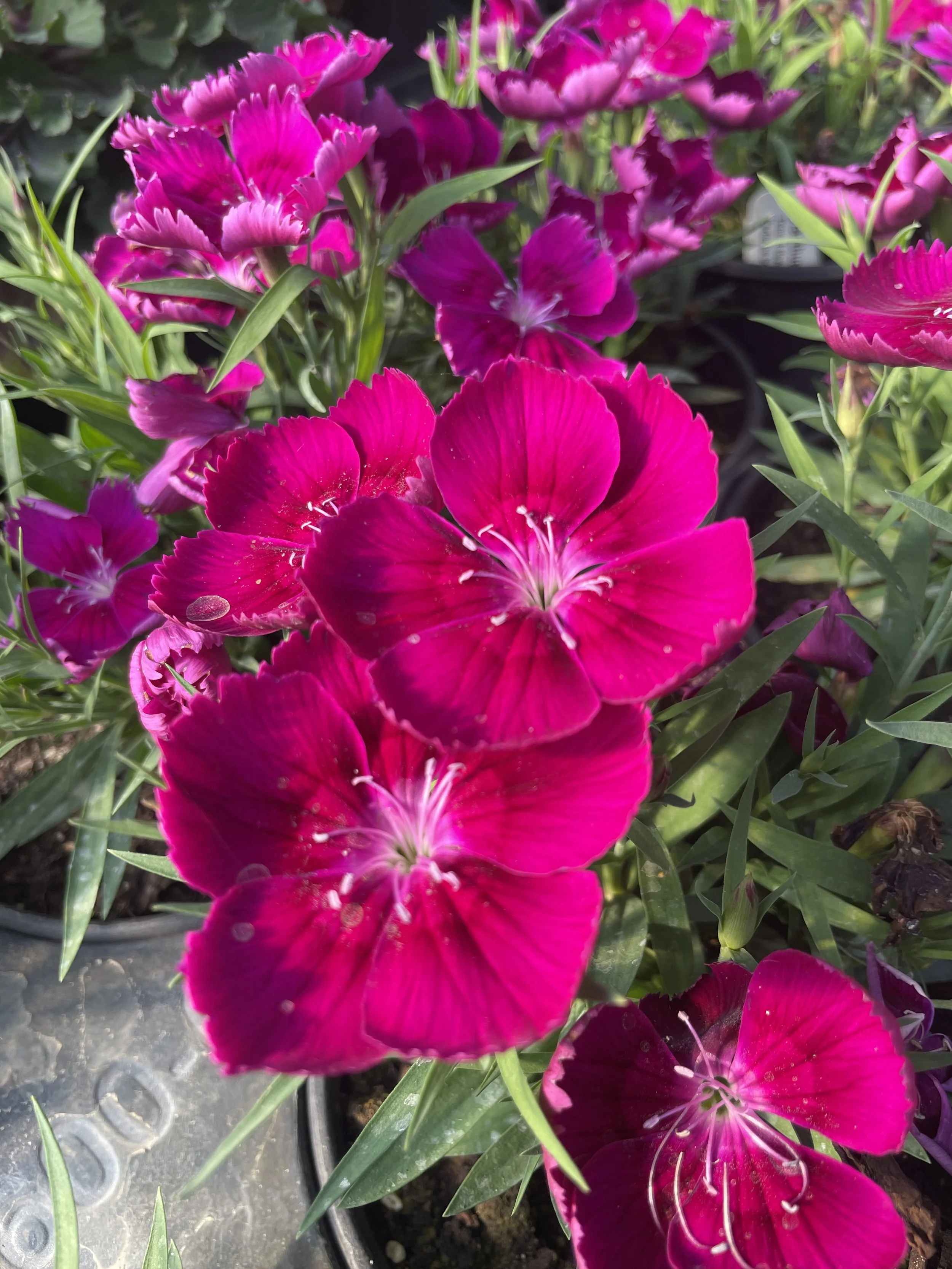 Dianthus 'Coronet Purple'