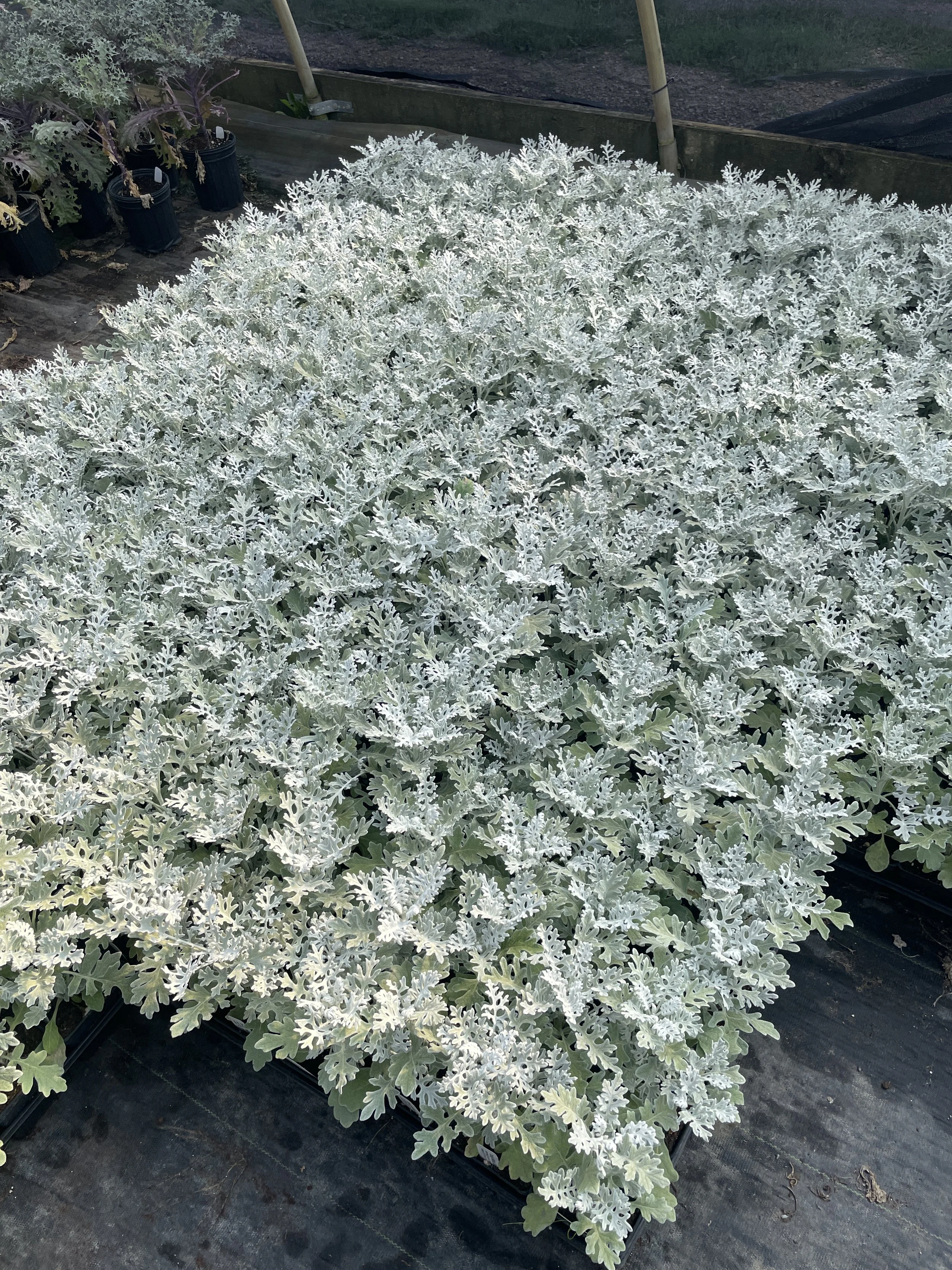 Dusty Miller