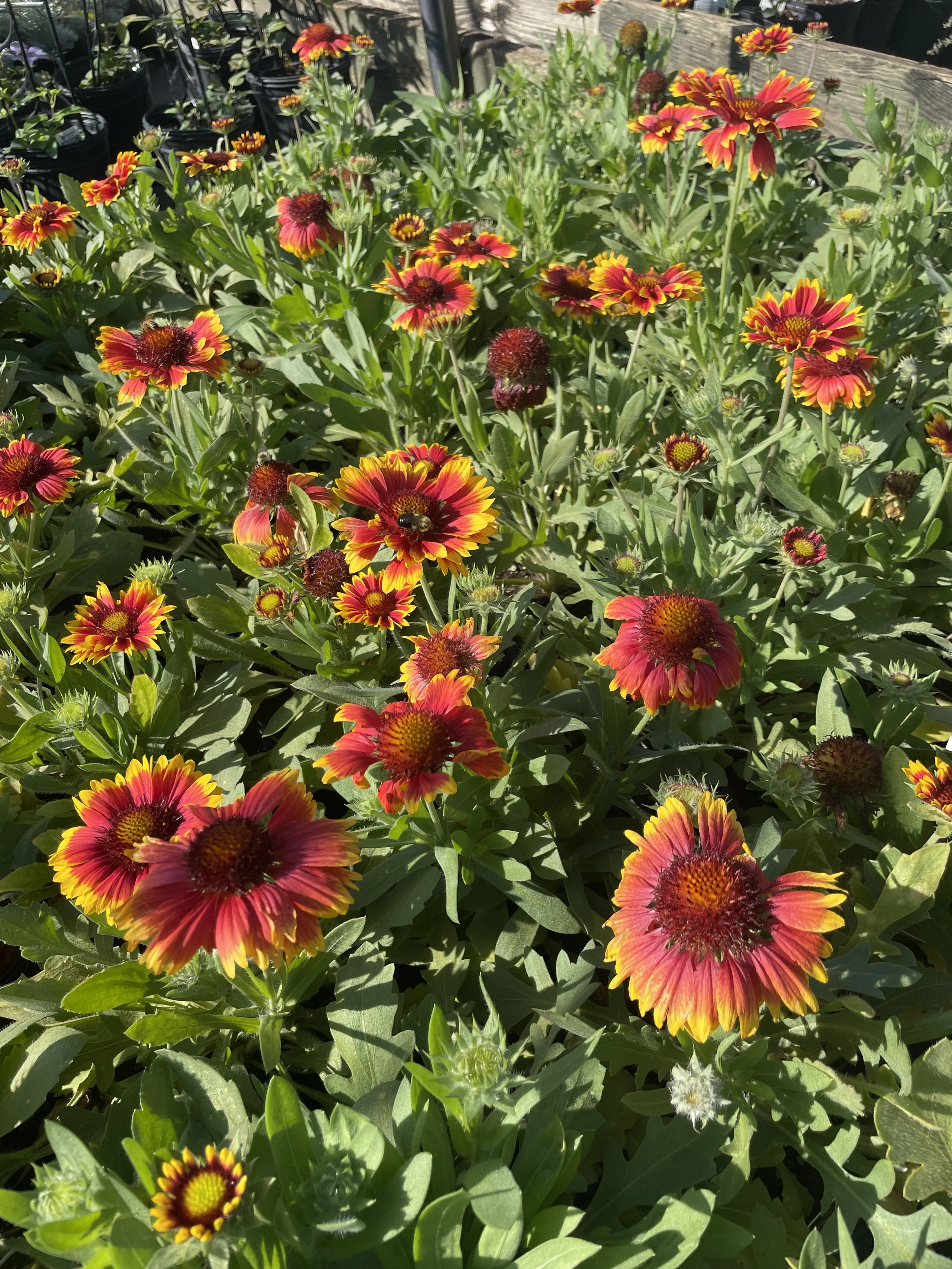 Gaillardia 'Arizona Sun'