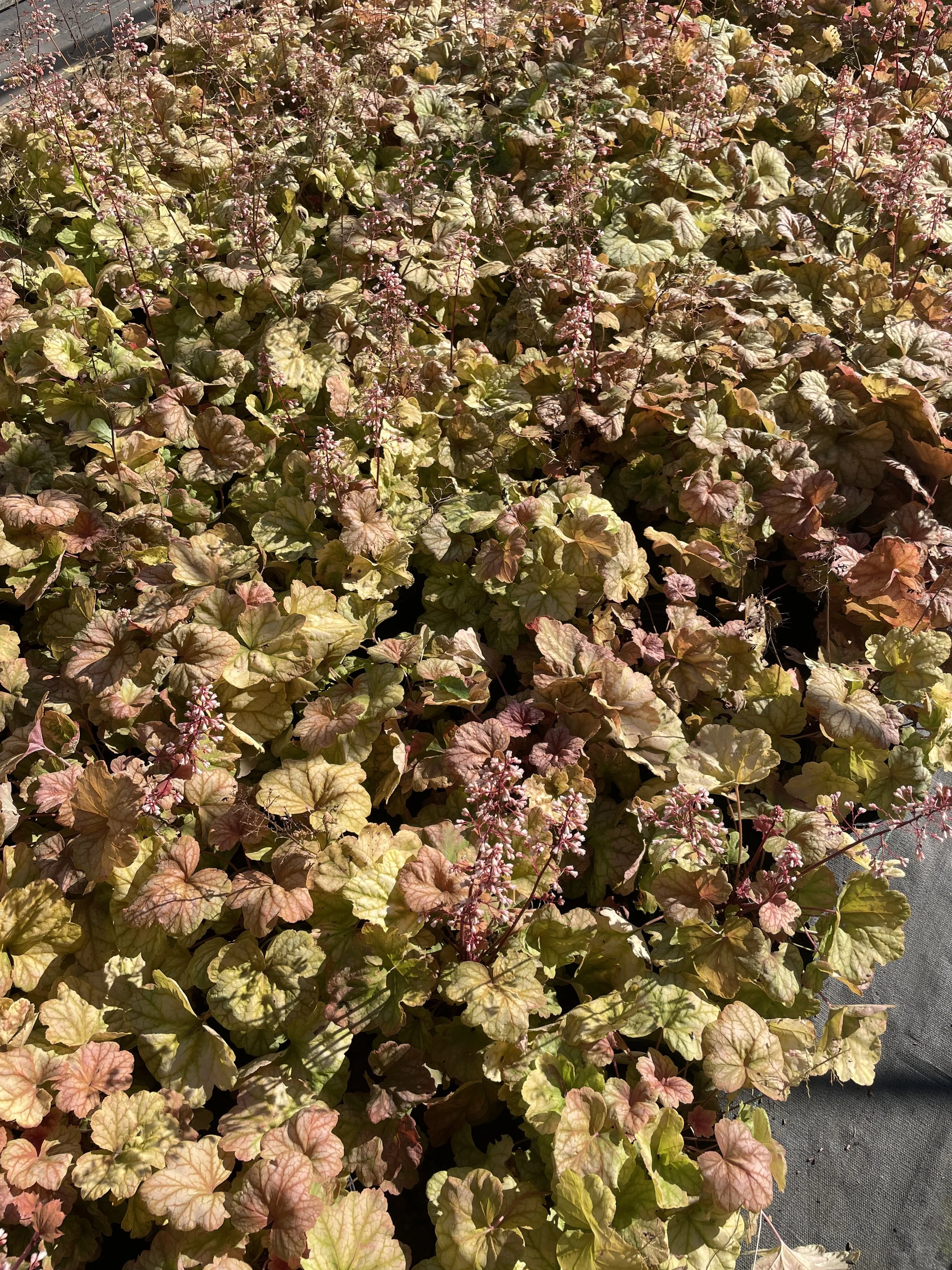 Heuchera 'Champagne'