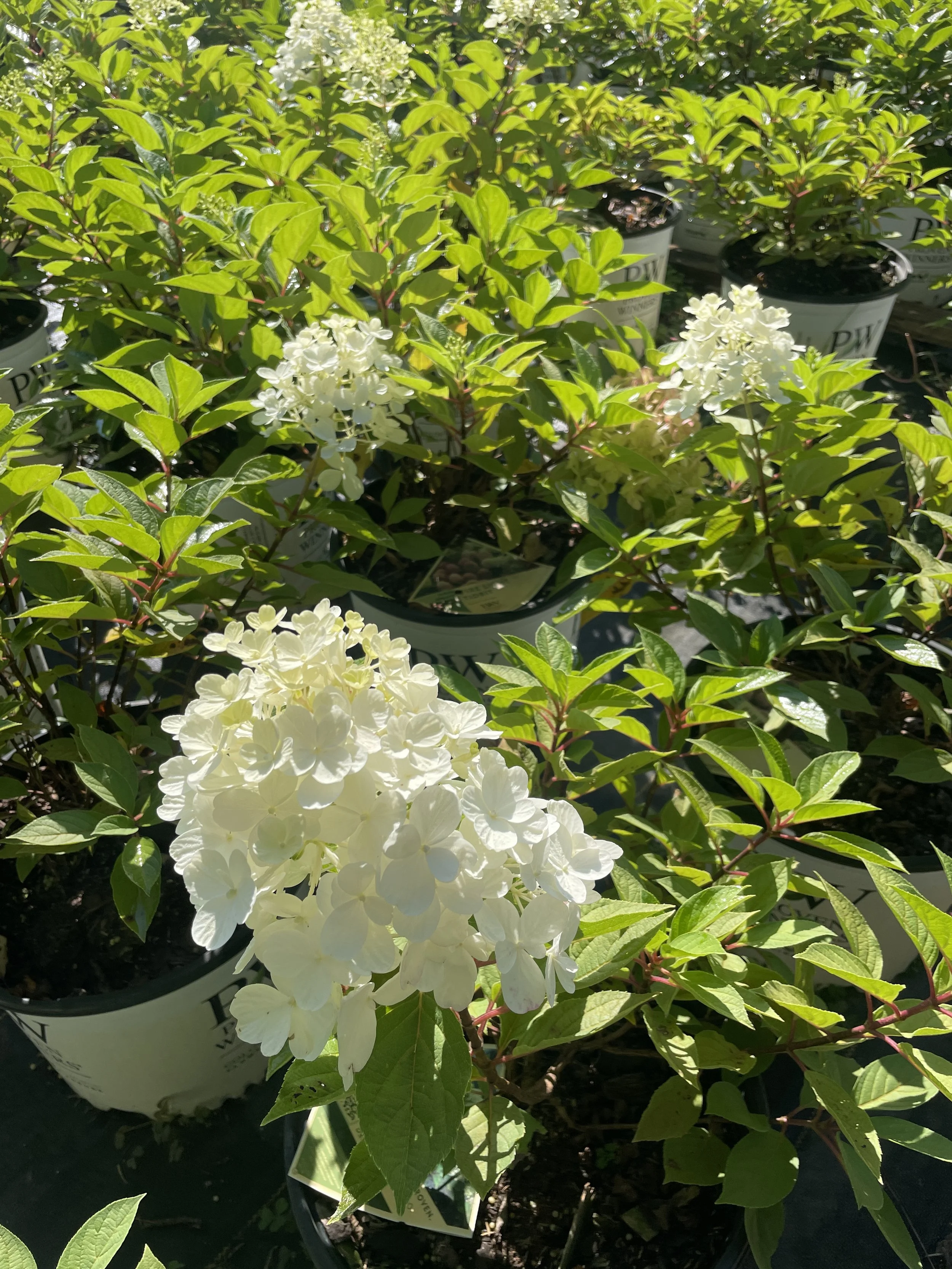 Hydrangea 'Little Lime'