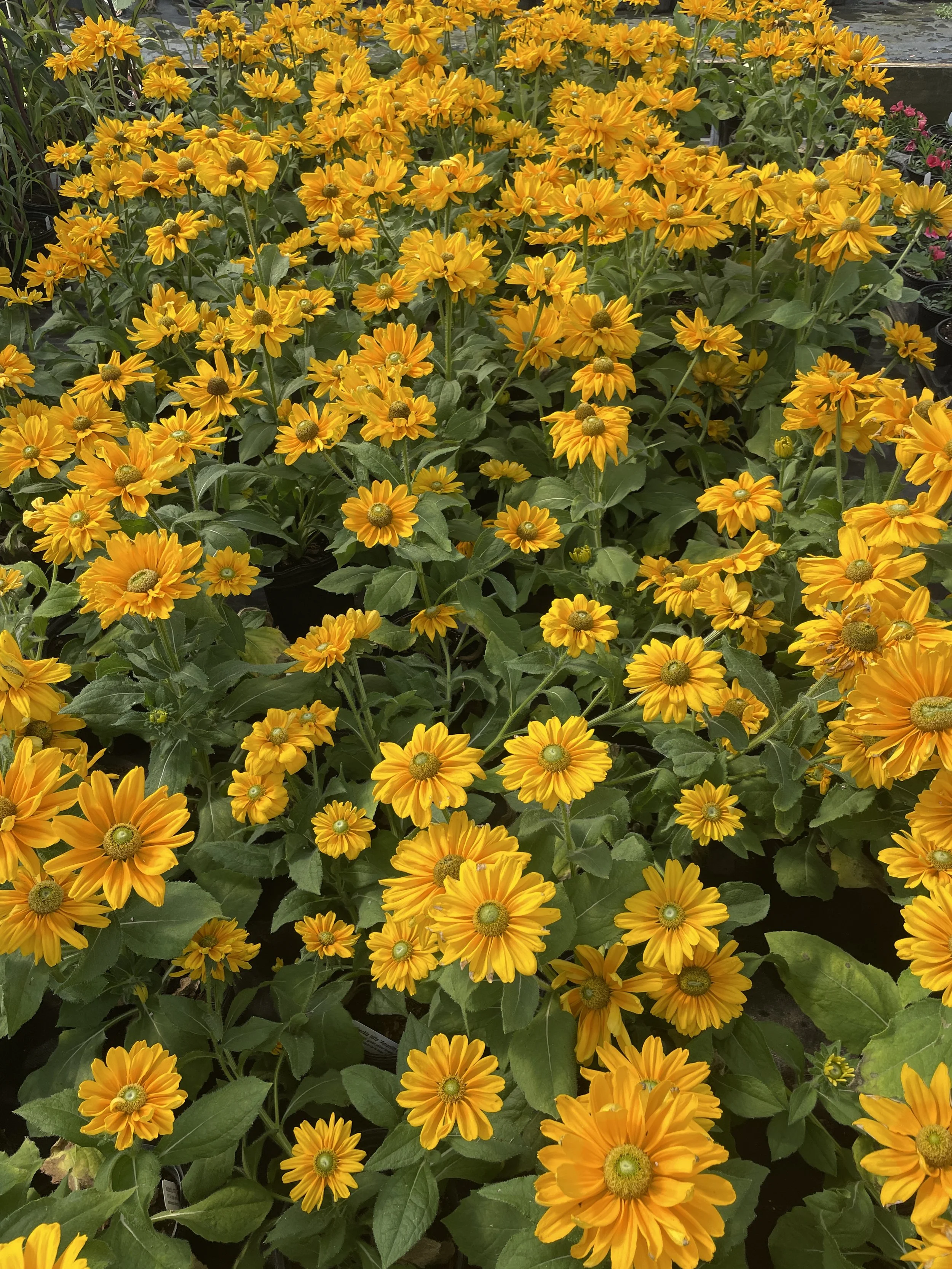 Rudbeckia 'Amarillo Gold'