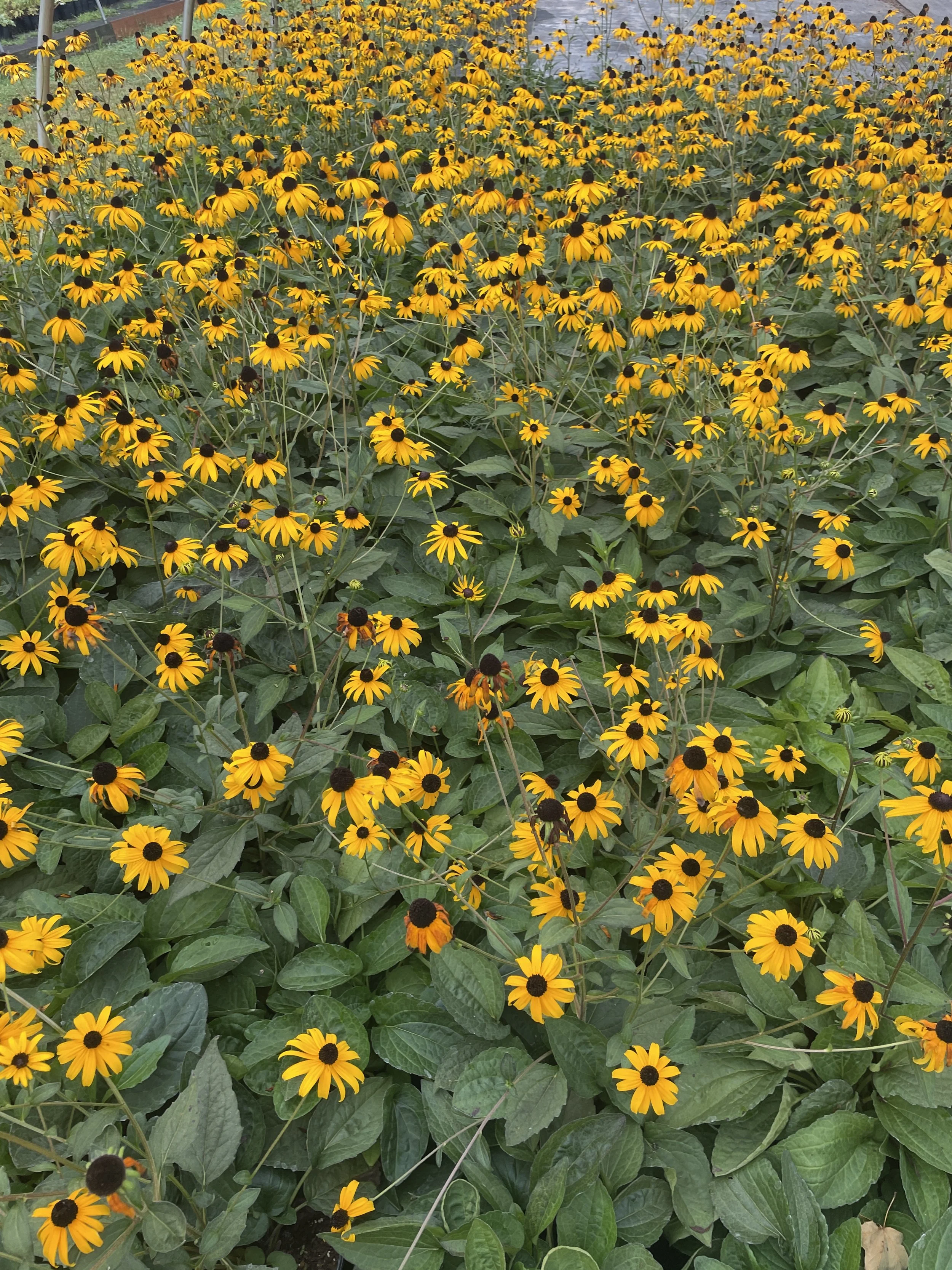 Rudbeckia 'Goldsturm'