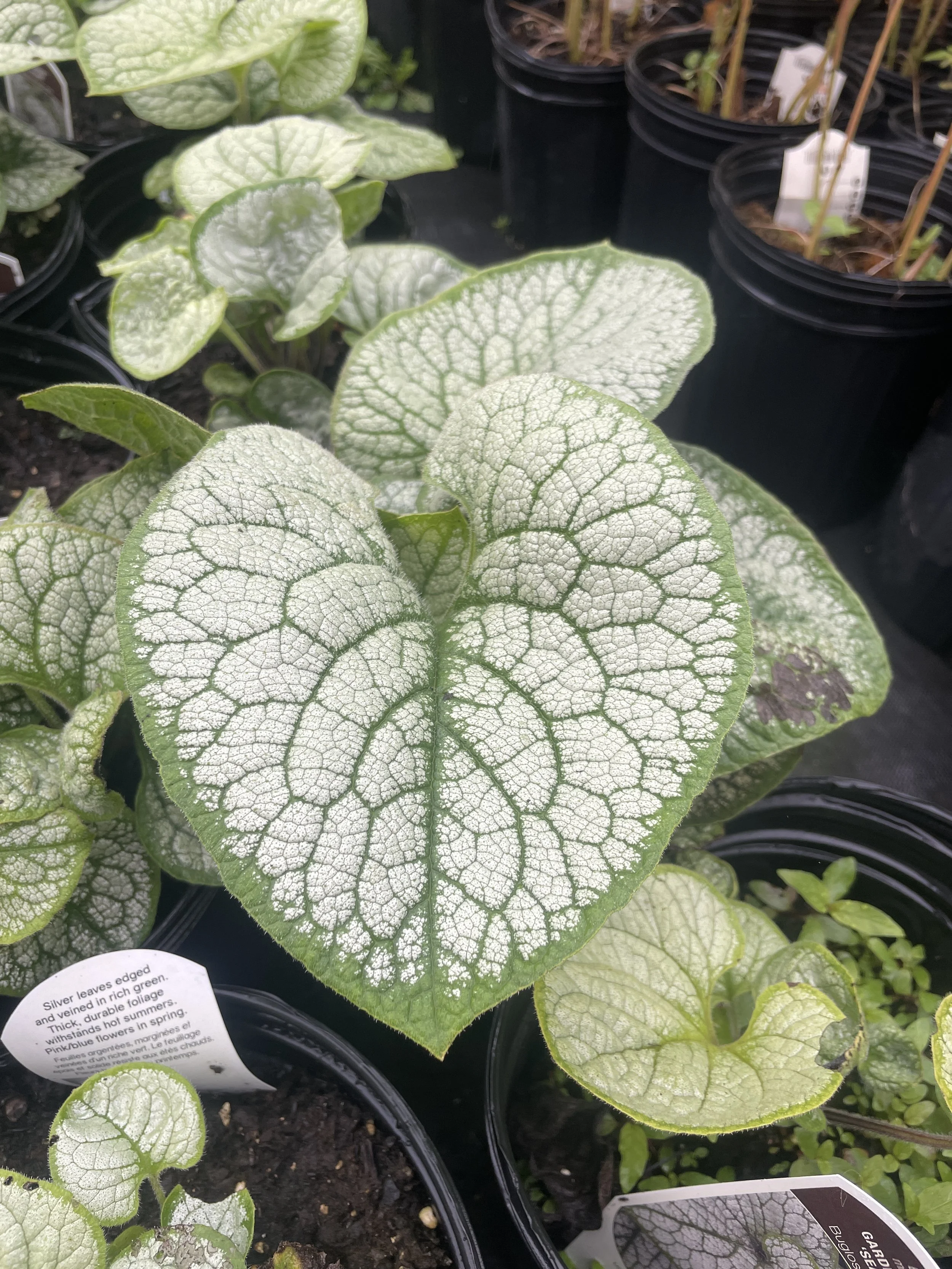 Brunnera 'Sea Heart'