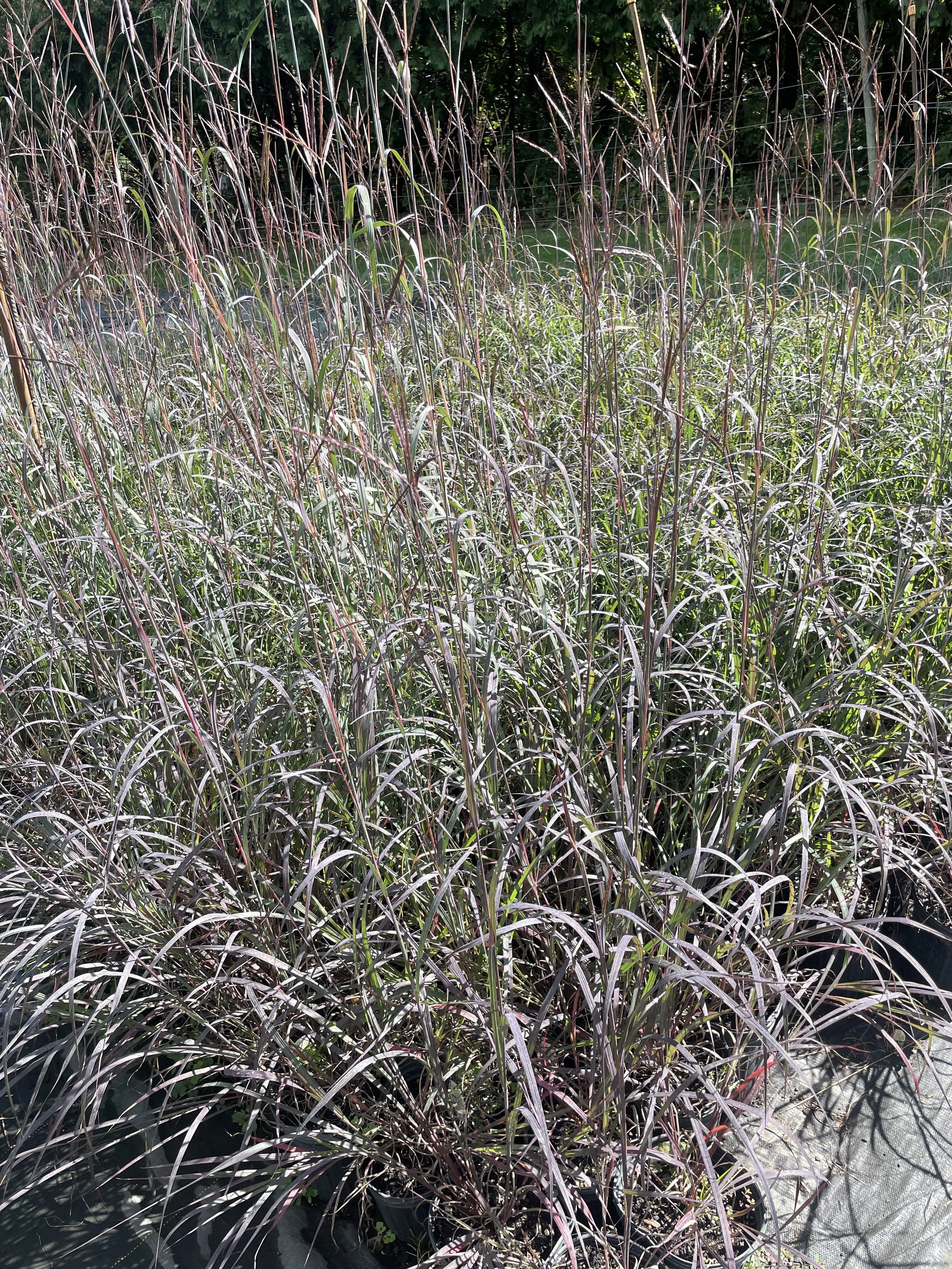 Grass Andropogon (Big Bluestem) 'Blackhawks'
