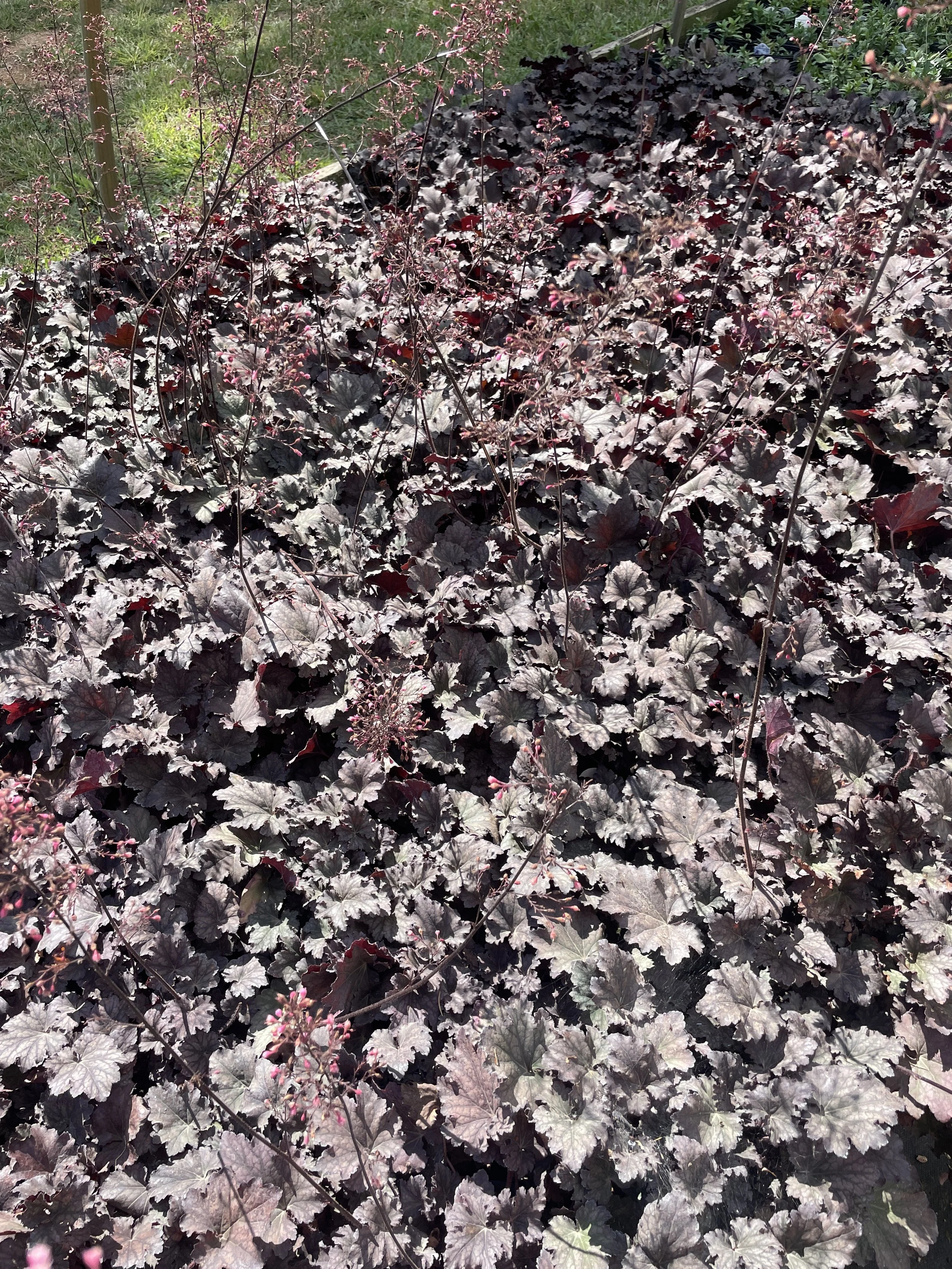 Heuchera 'Frosted Violet'