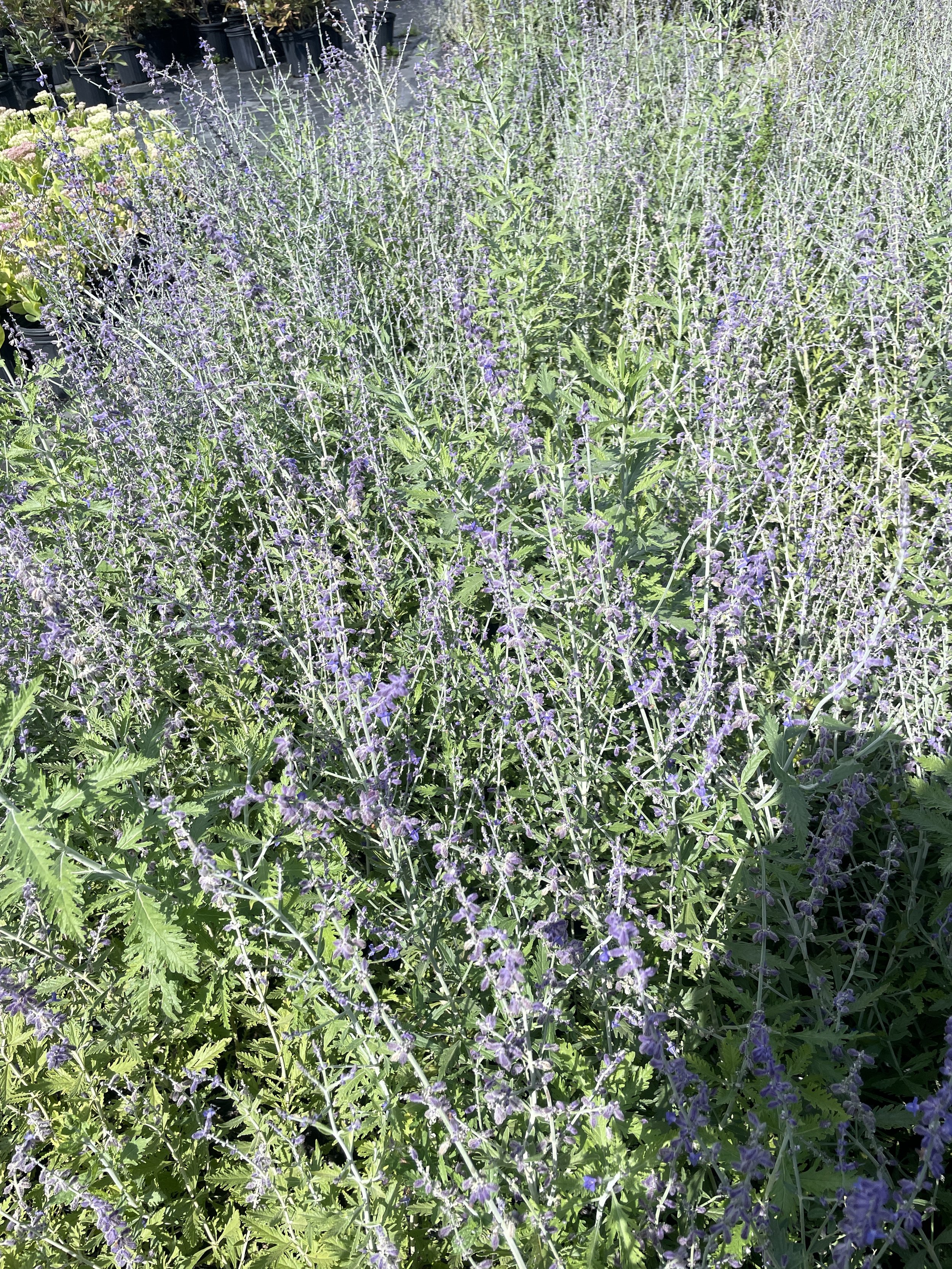 Perovskia atrplicafolia (Russian Sage)
