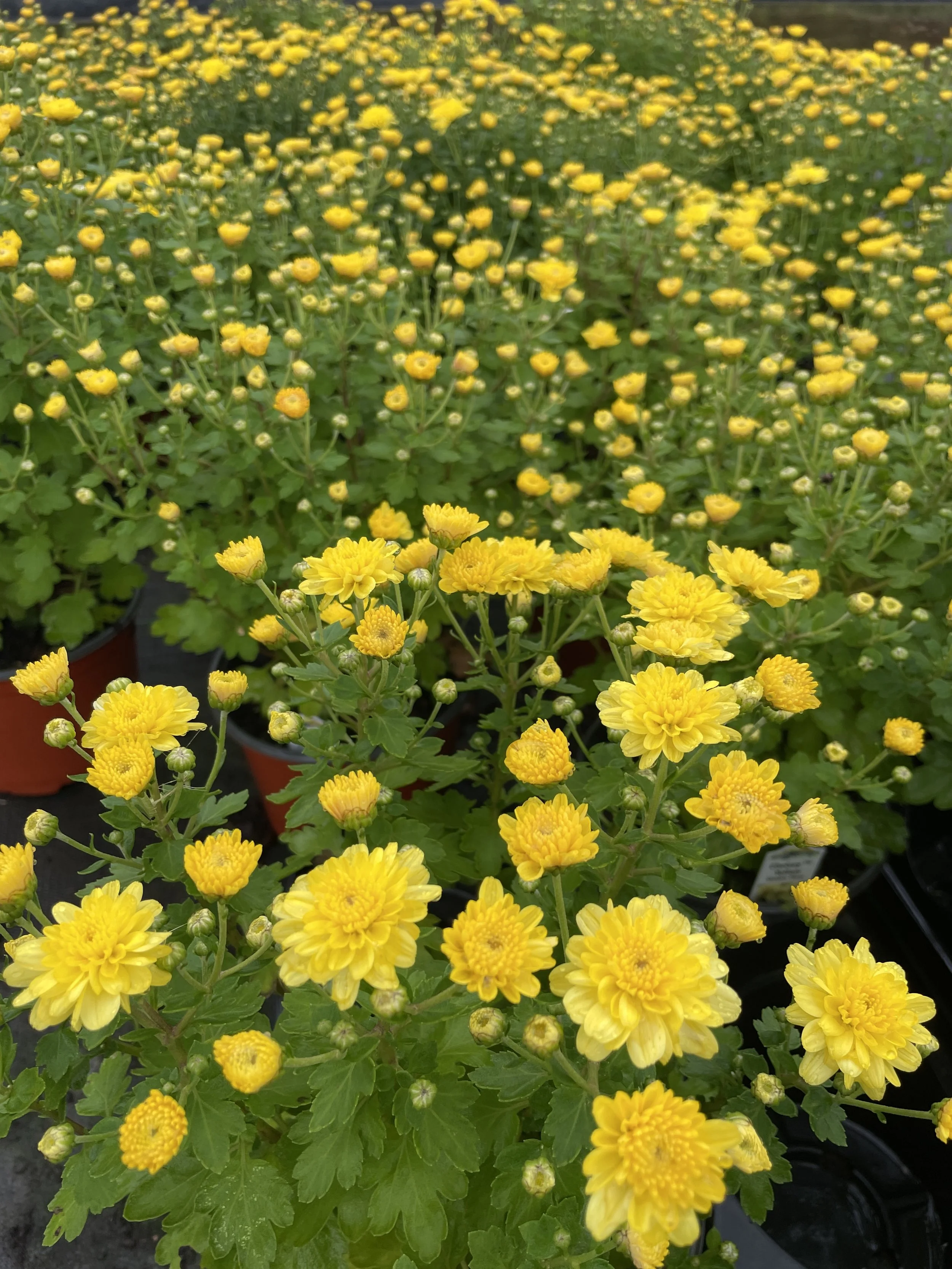 Mum 'Gigi Yellow'