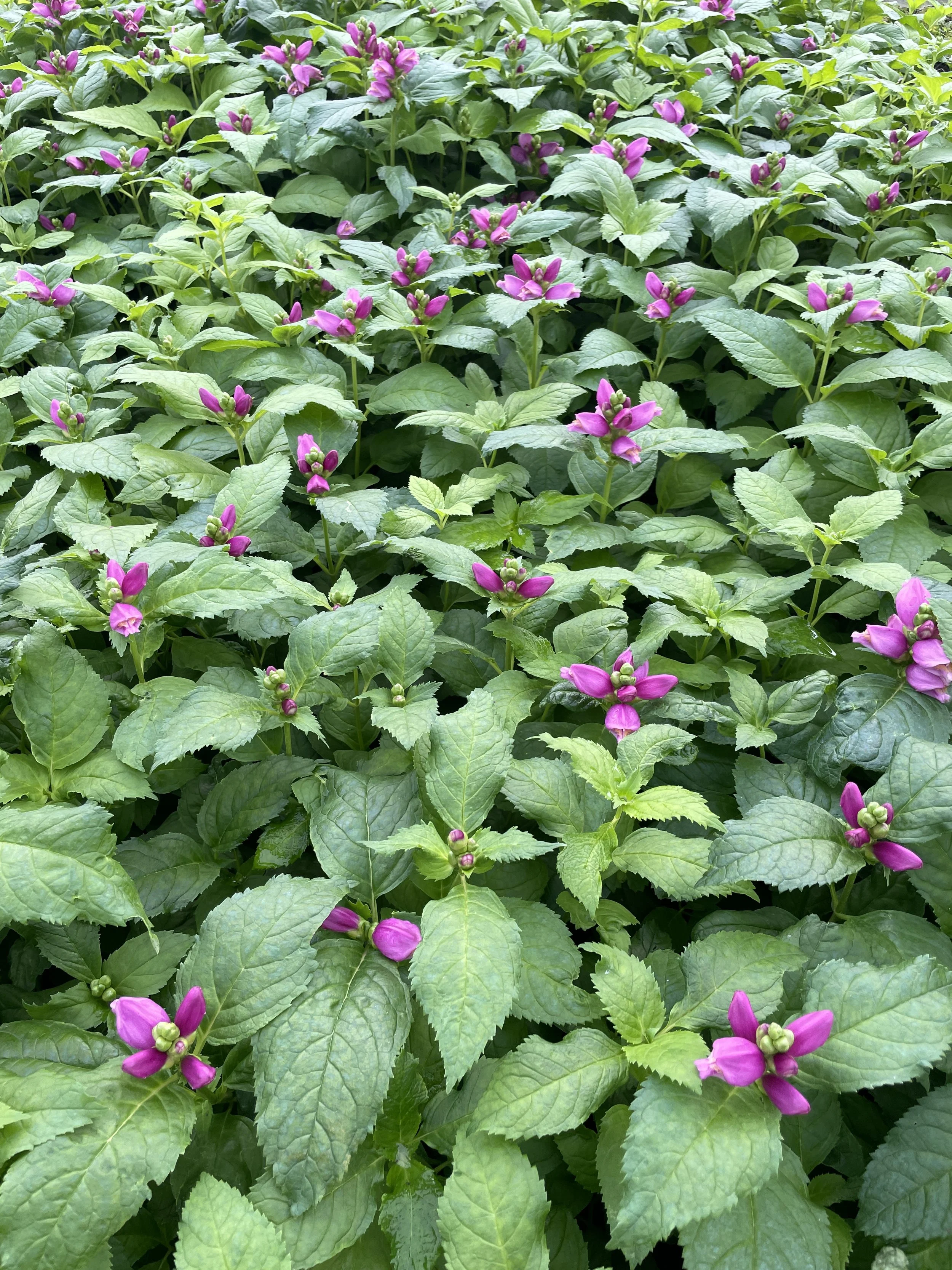 Chelone 'Hot Lips'