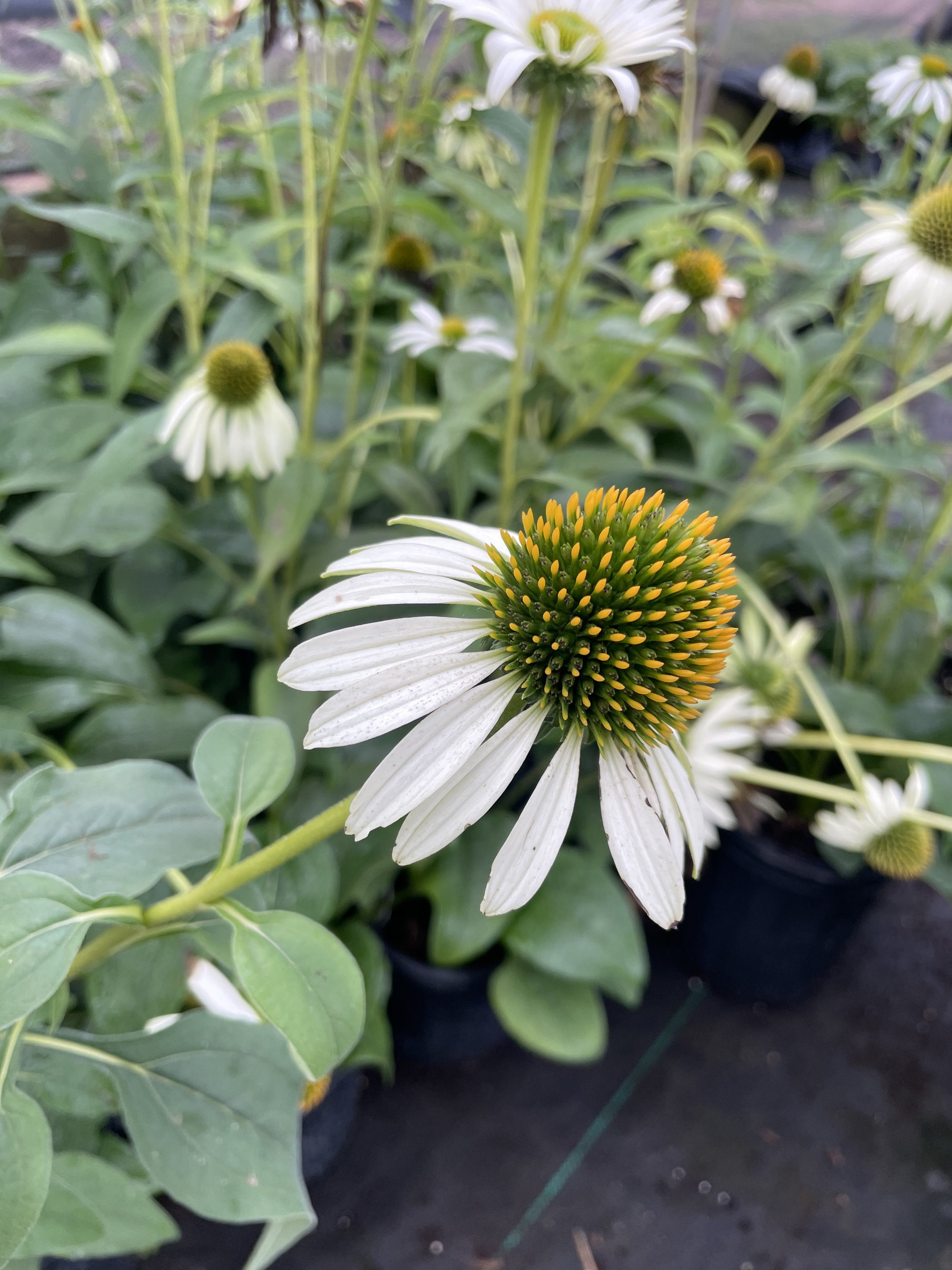 Echinacea 'White Swan'