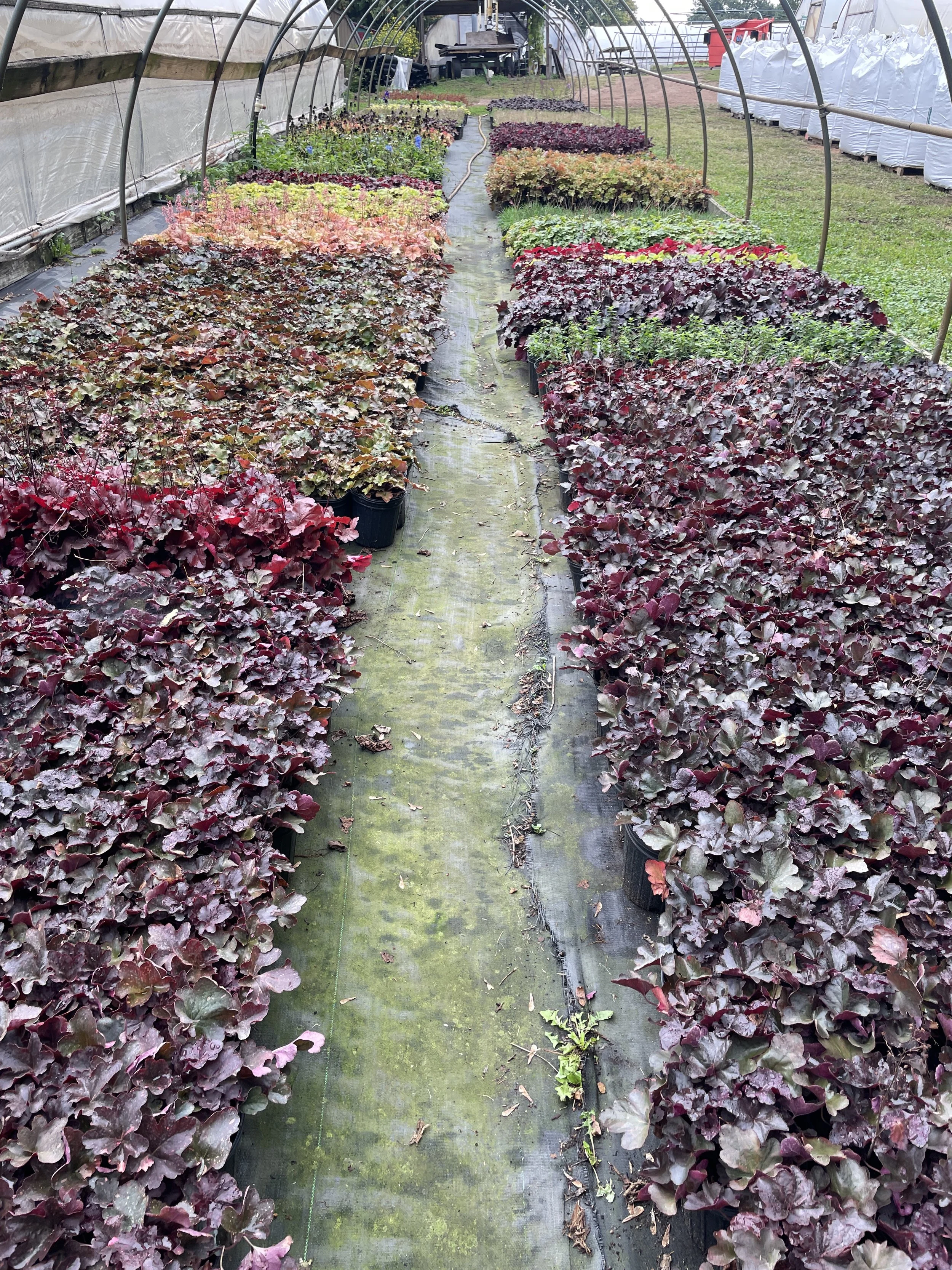 Heuchera's