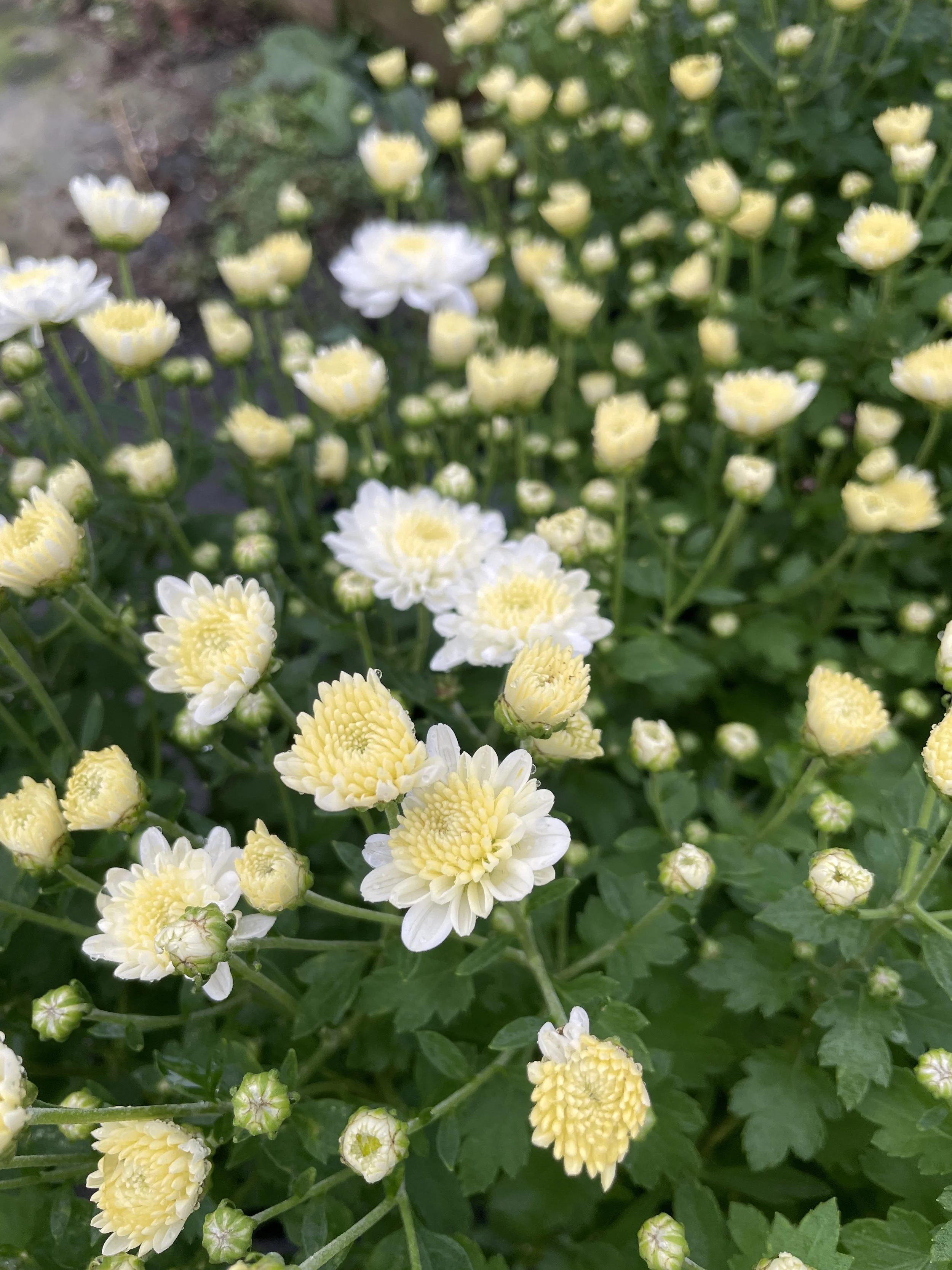 Mum 'Gigi Snow'